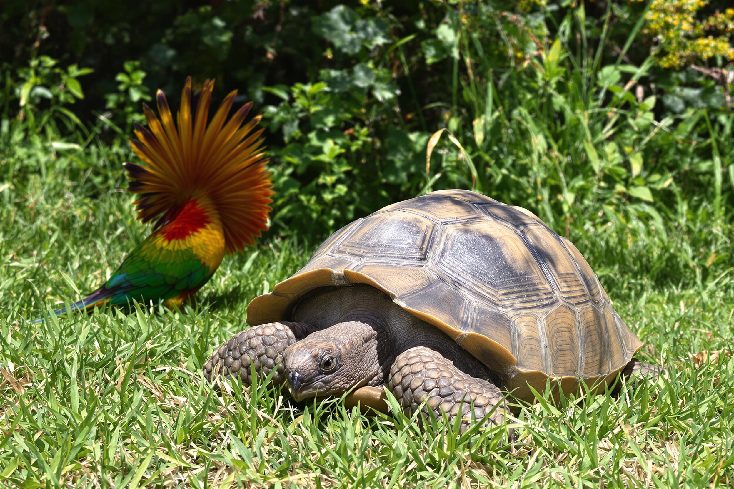 In a tranquil outdoor sanctuary, dedicated caretakers provide care to endangered species. A close-up captures a gentle giant, a rehabilitating tortoise, resting on soft grass, its textured shell glistening under the late afternoon sun. Nearby, an exotic bird fluffs its colorful feathers, while greenery frames the scene, enhancing the serene atmosphere.