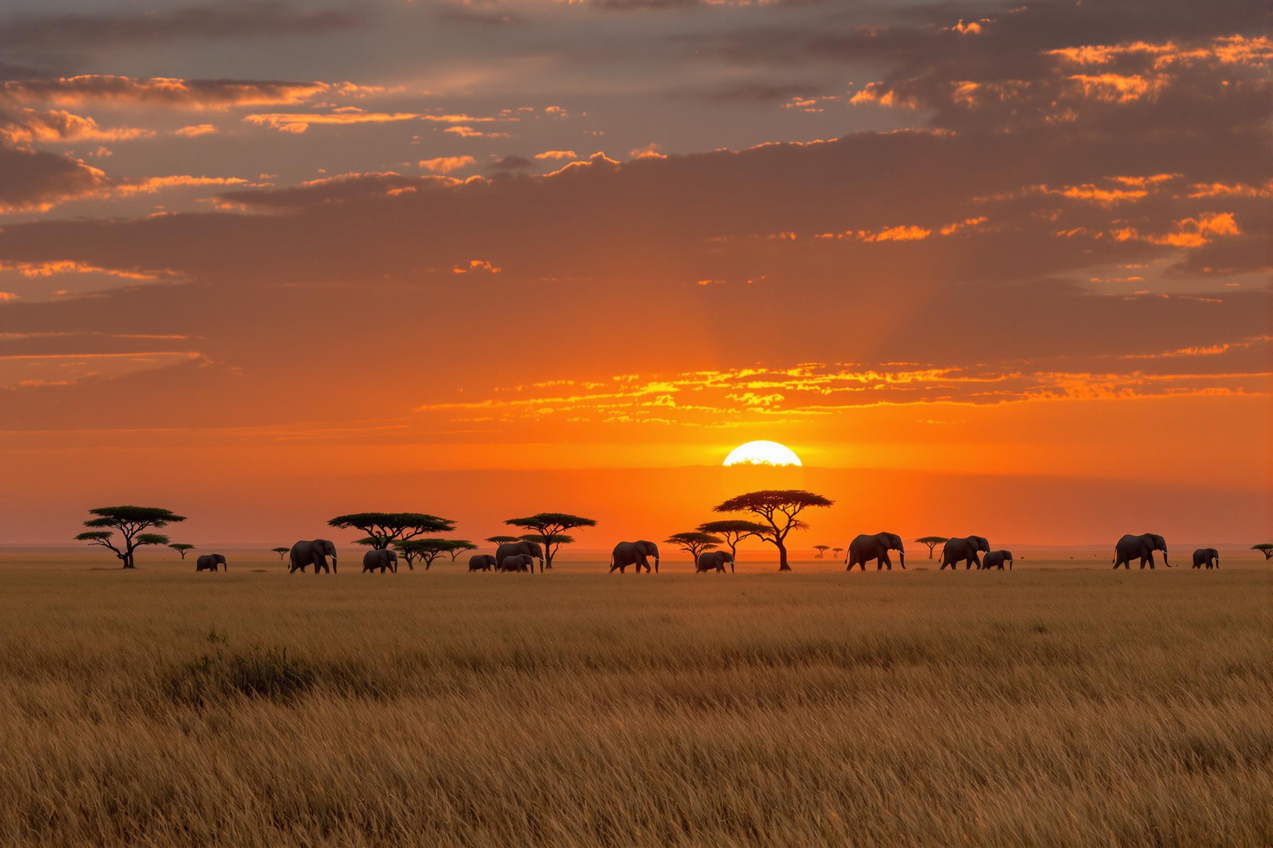 A breathtaking scene of an elephant herd traversing the golden savanna as the sun sets. Silhouettes of acacia trees dot the horizon, while the elephants' massive forms are backlit by the warm, orange glow of twilight. This image captures the essence of African wildlife in its natural habitat.