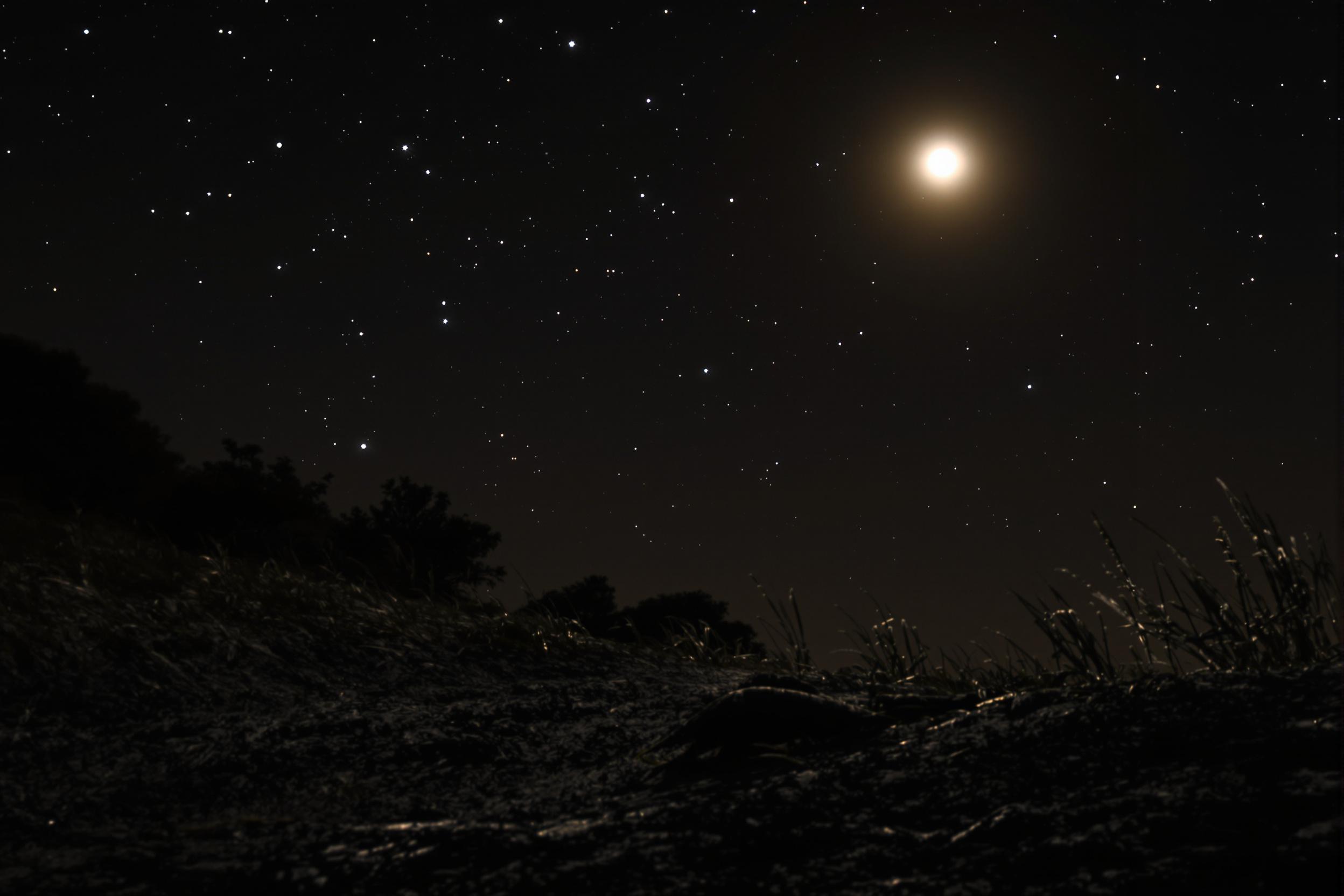 A rare glimpse of an elusive aardvark emerging from its burrow under a starry African sky. The creature's elongated snout and powerful claws are silhouetted against the moonlit grasslands as it searches for termites, showcasing its unique adaptations and nocturnal behavior.