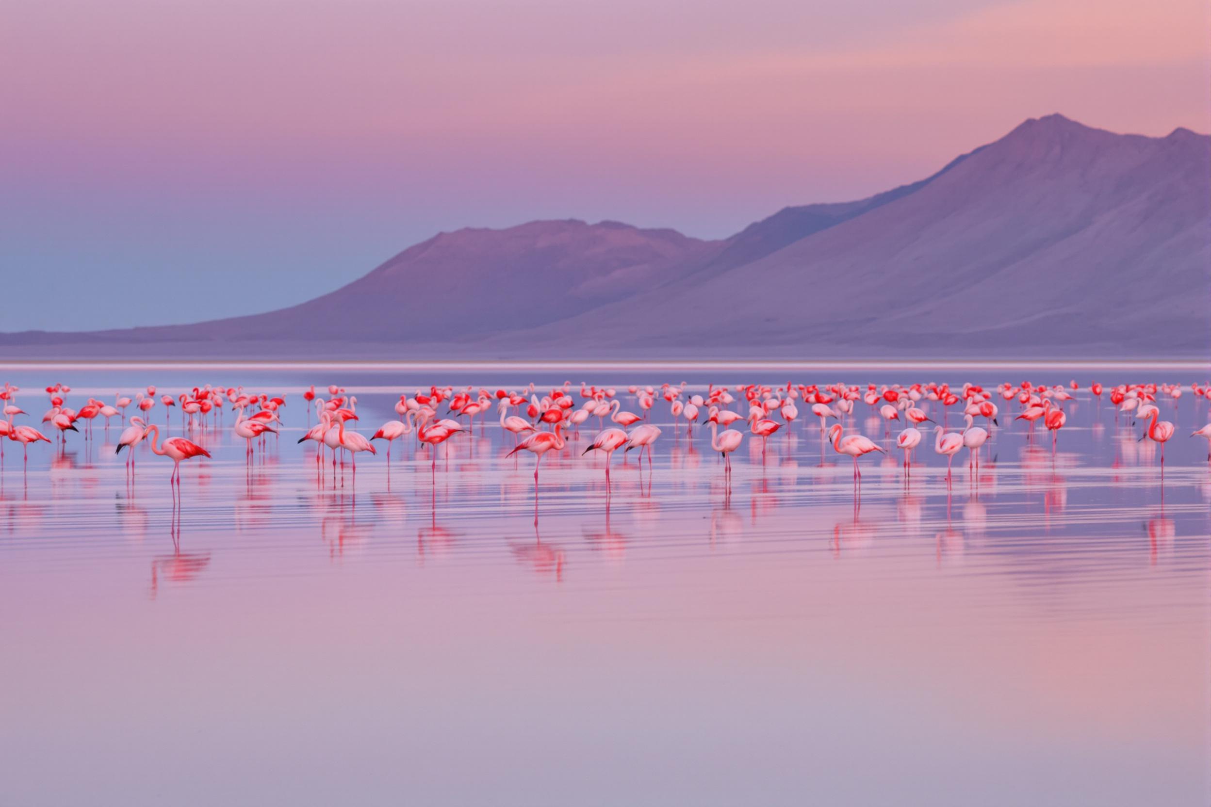 A breathtaking scene of Andean flamingos wading through the mirror-like surface of Bolivia's Salar de Uyuni salt flat. The image captures the birds' vibrant pink plumage contrasting against the surreal, reflective landscape at sunset.