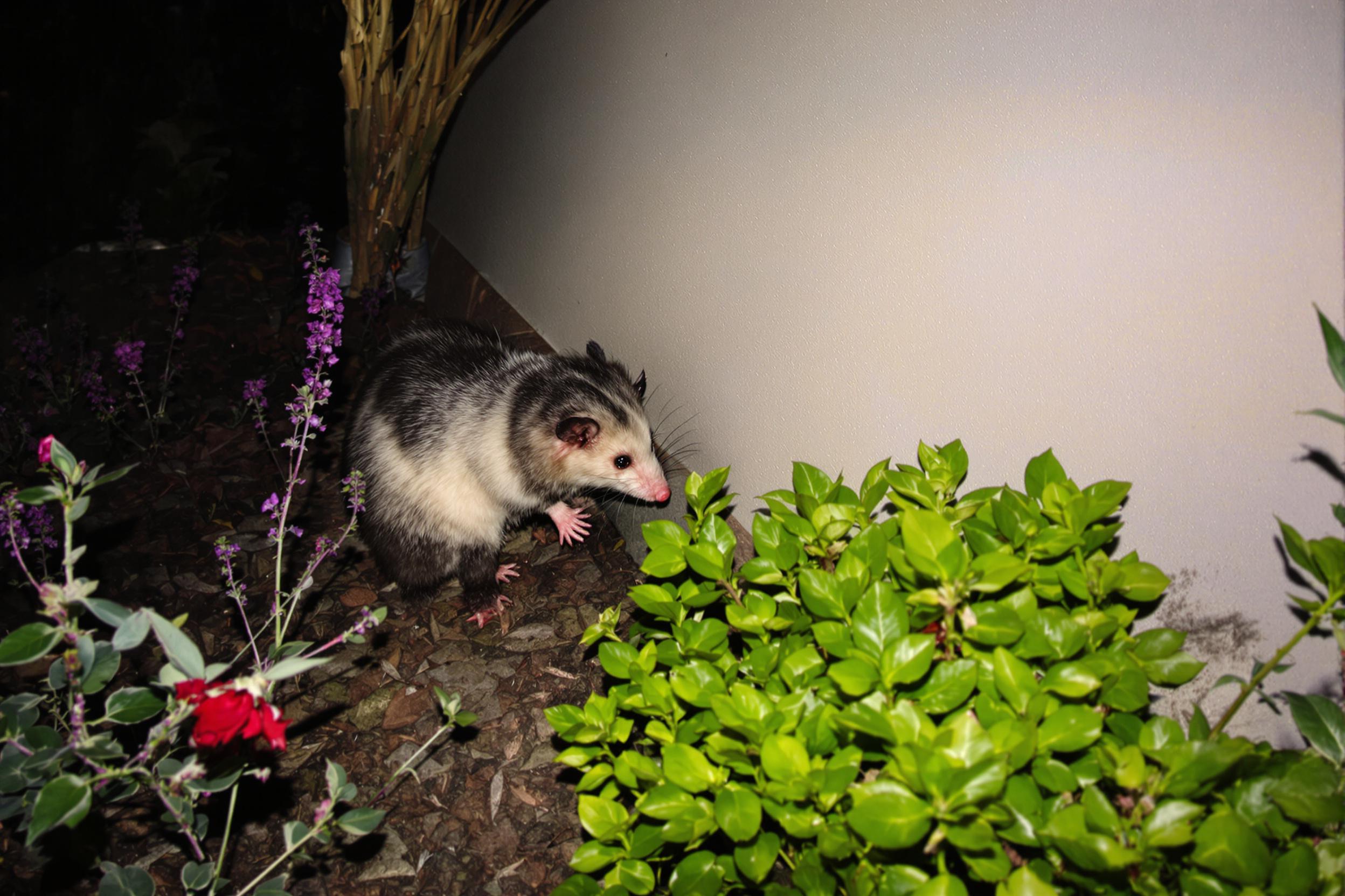 A curious Virginia opossum explores a moonlit suburban garden, showcasing its adaptability to urban environments. The marsupial's distinctive features are highlighted against the backdrop of ornamental plants and garden structures, capturing the intersection of wildlife and human habitats.