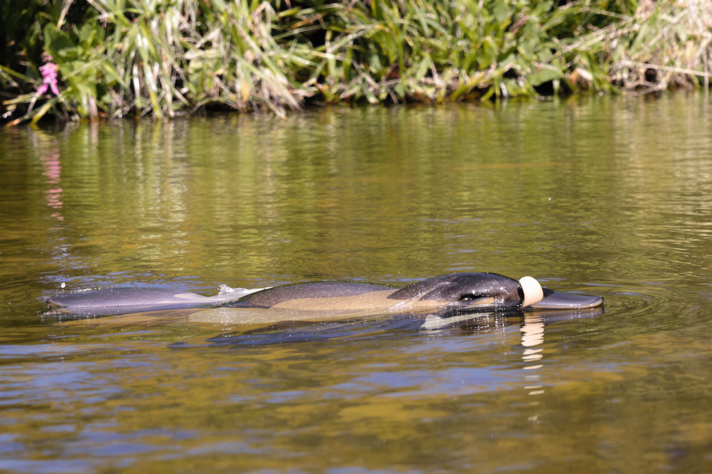 A rare glimpse of a platypus gracefully swimming in its natural habitat. This semi-aquatic egg-laying mammal showcases its unique duck-like bill and webbed feet as it navigates through the pristine waters of an Australian river, surrounded by lush riverbank vegetation.