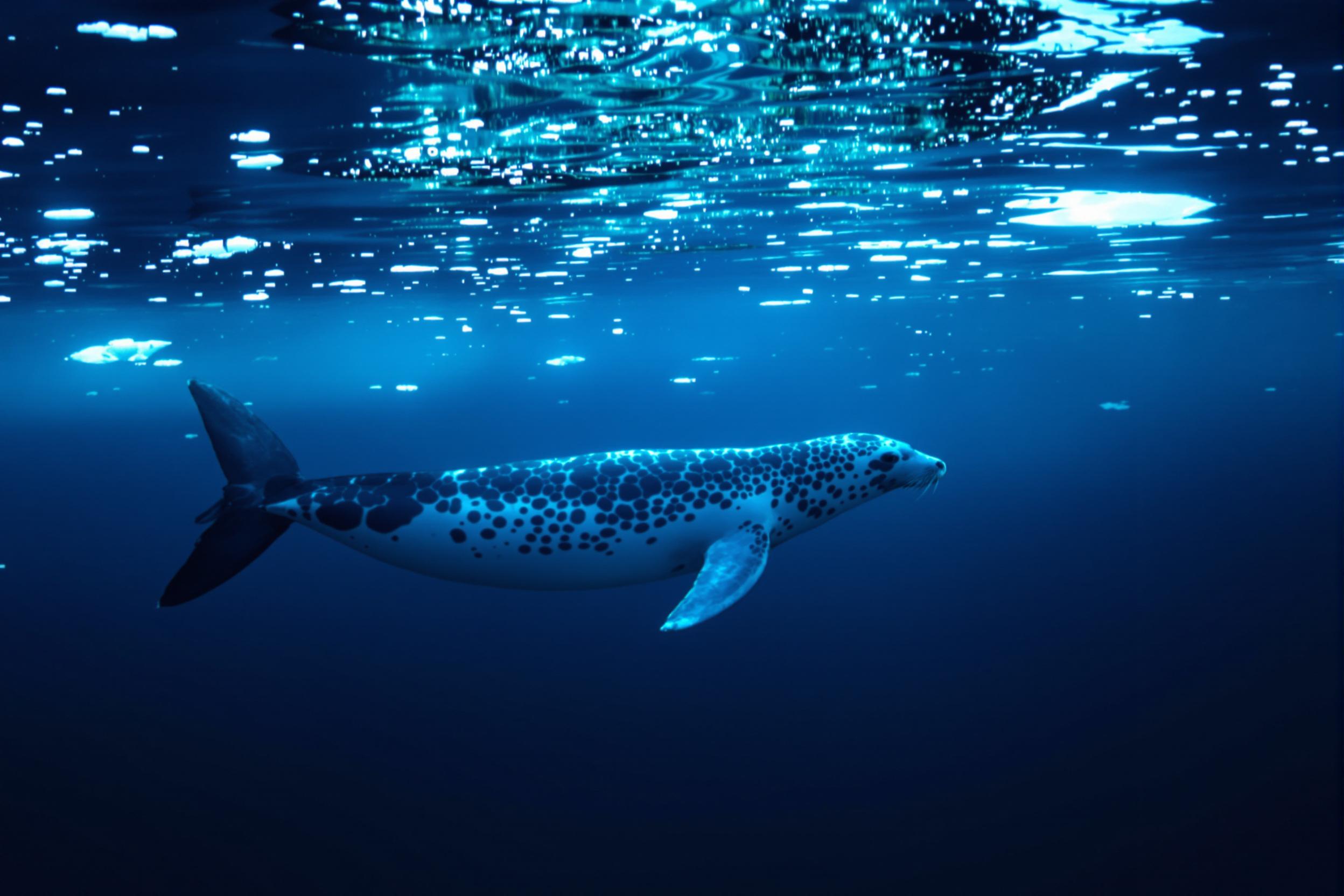 A sleek leopard seal gracefully navigates the icy waters of Antarctica. Its streamlined body cuts through the crystal-clear ocean, surrounded by small ice floes. The seal's spotted coat glistens in the ethereal blue light filtering through the water, showcasing the beauty and adaptability of this apex predator in its harsh polar environment.