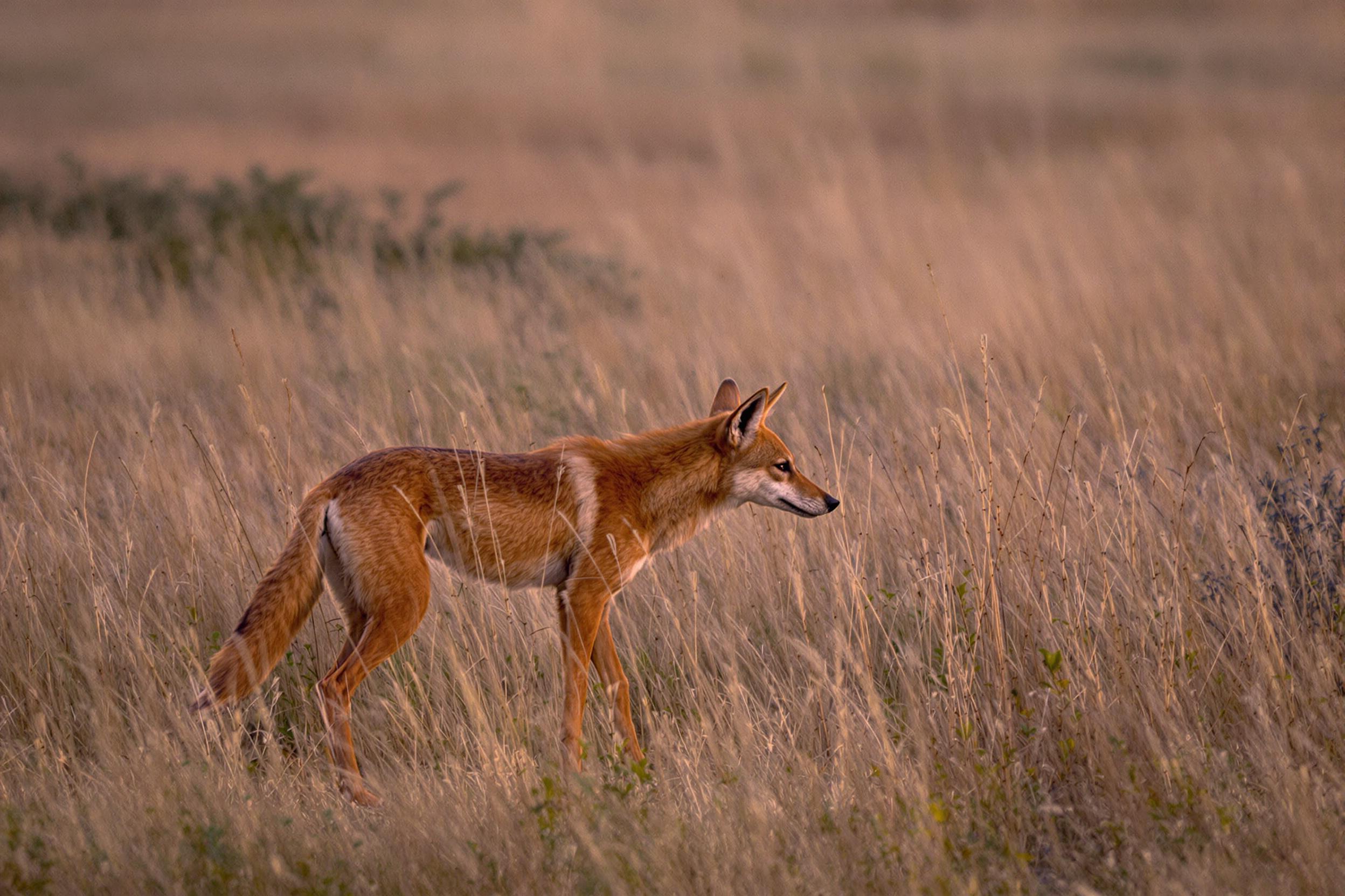 A rare glimpse of a maned wolf, with its distinctive red coat and long legs, prowling through the golden Cerrado grasslands of Brazil at twilight. This image captures the unique beauty of South America's largest canid in its natural habitat.