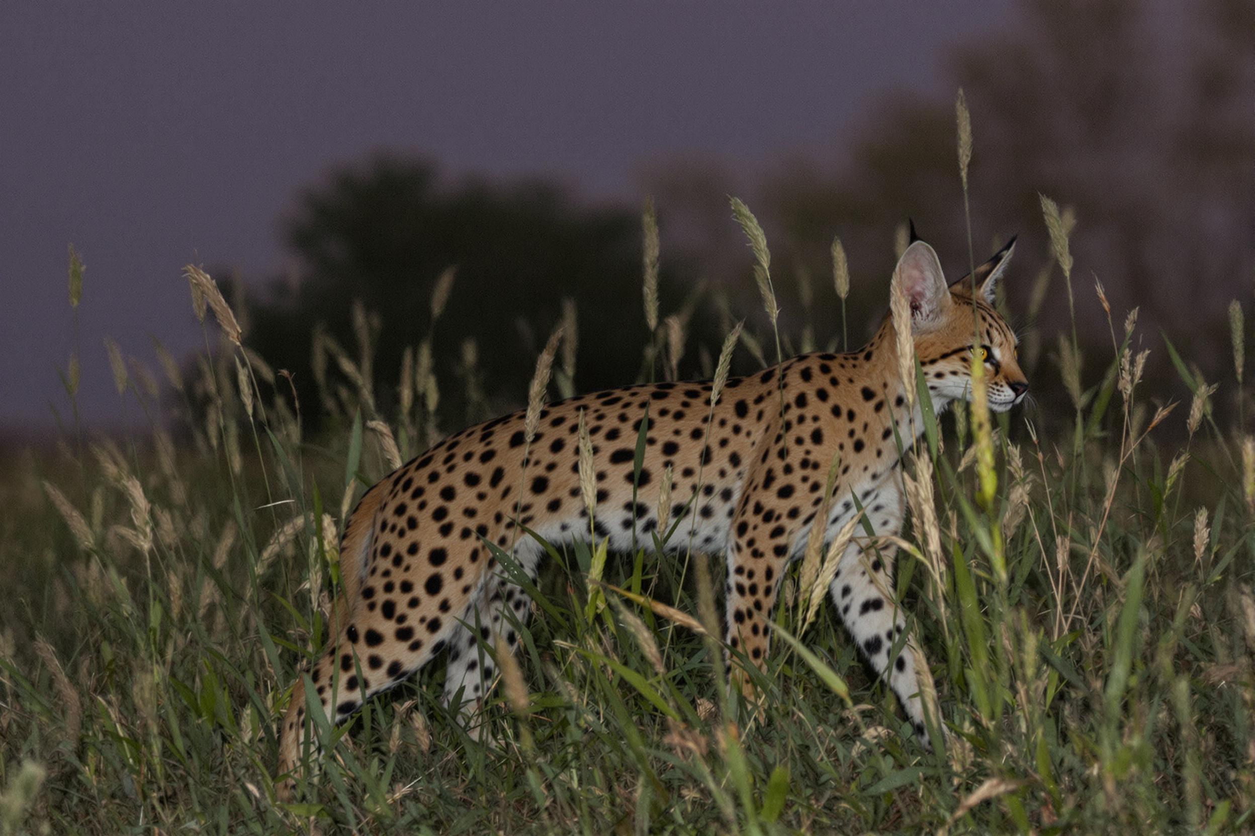 A sleek serval cat poised for action in the dusky light of the African savanna. Its spotted coat blends with tall grass as it prepares to pounce, showcasing the feline's hunting prowess and adaptation to its environment.