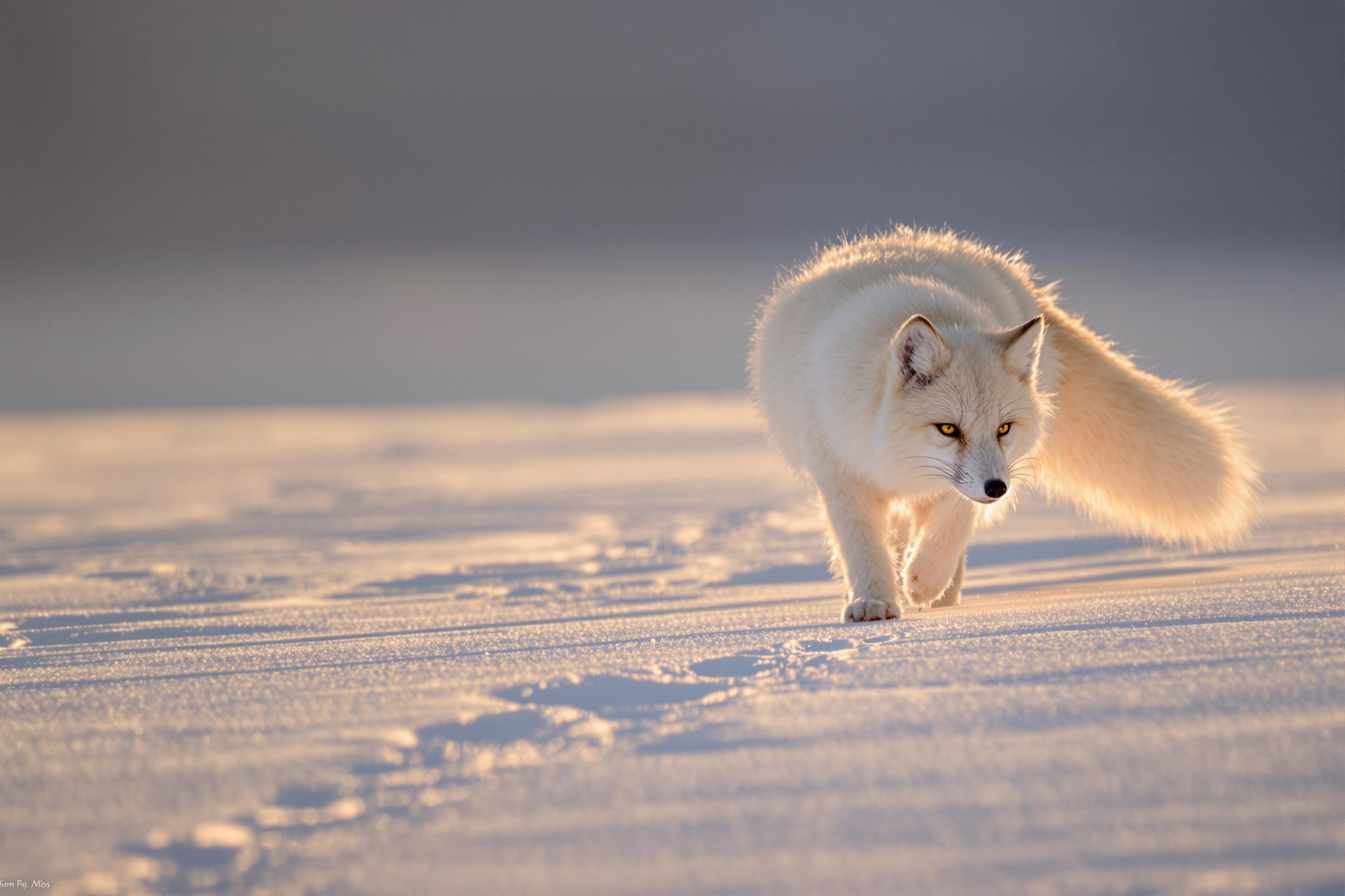 An Arctic fox prowls snowy plains bathed in golden-hour hues. Backlit softly, its fluffy white and gray coat absorbs warm sunlight, creating glowing highlights. Crisp paw prints curve towards the foreground, leading toward a serene backdrop of a dusky, textured horizon.