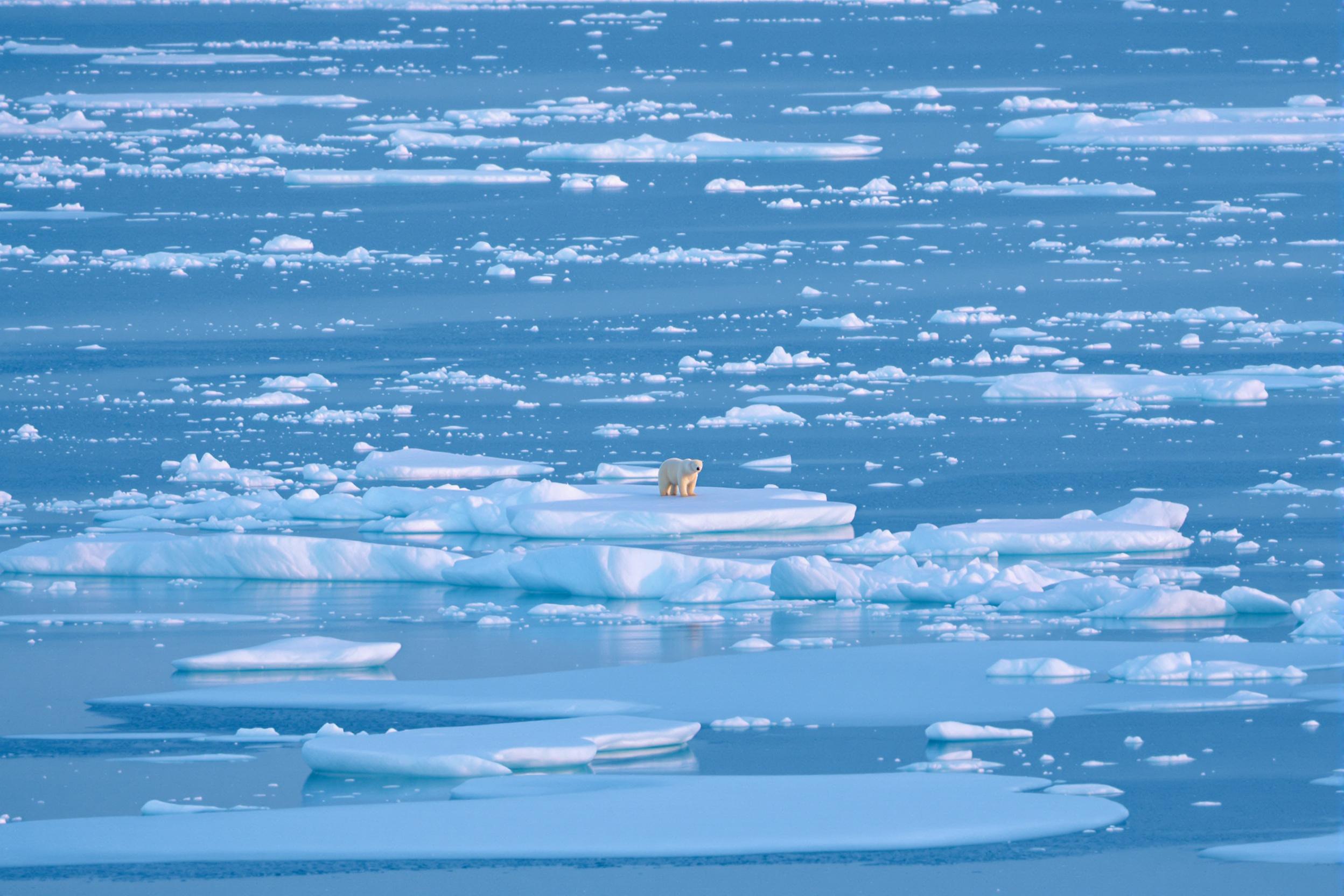 In the tranquil blue hour of the Arctic, a solitary polar bear stands atop a drifting ice floe, framed by vast stretches of icy seawater and scattered frozen fragments. Its fur glows softly in the diffused natural light, contrasting against the deep blue hues of the surrounding tundra. The scene captures the fragile yet majestic resilience of Arctic wildlife.