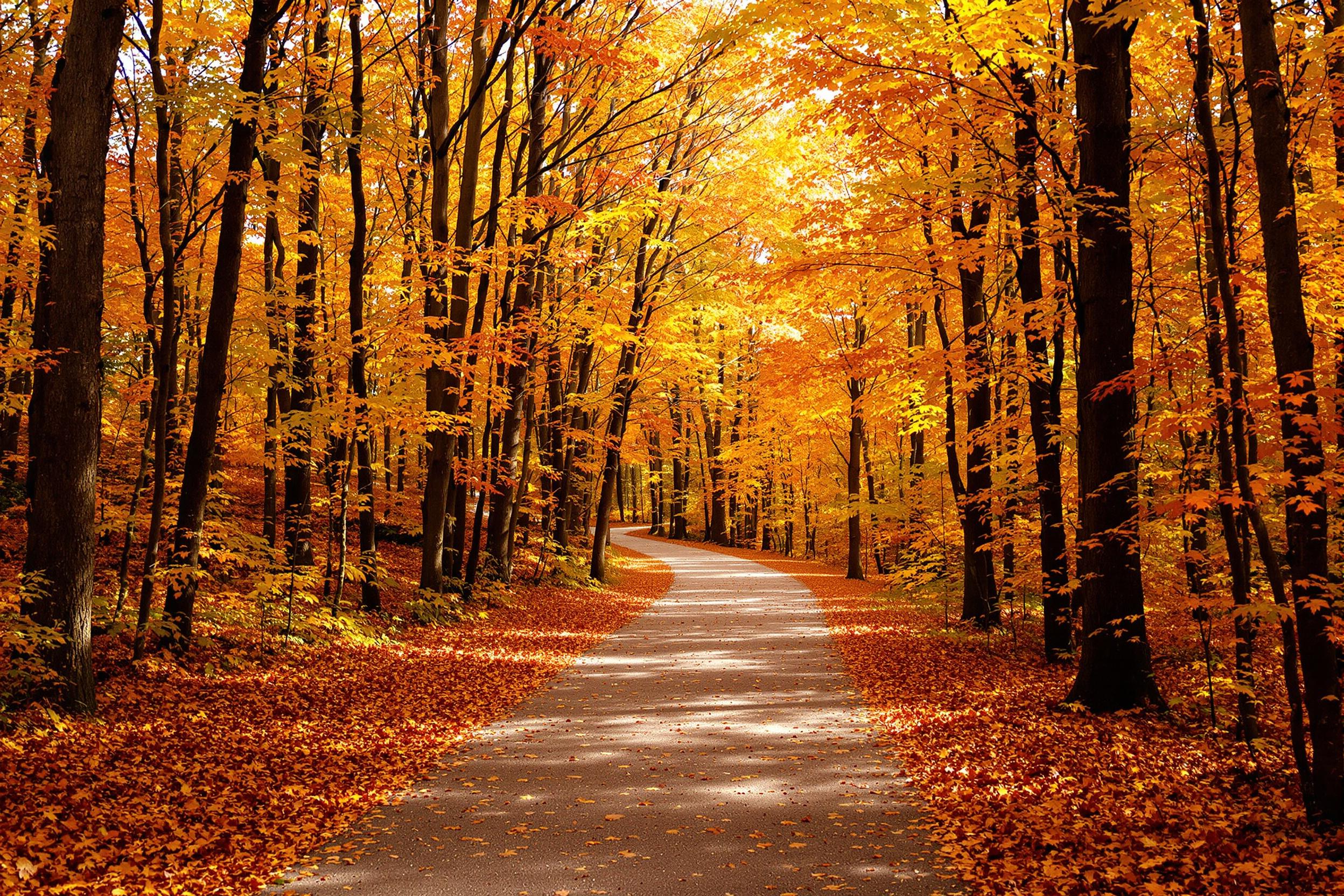 A serene pathway winds through an autumn forest filled with vibrant orange, yellow, and red foliage. Tall trees form a natural arch above, their leaves softly filtering warm sunlight onto the carpet of fallen leaves below. Shadows dance lightly along the ground, inviting exploration into the tranquil woods where the beauty of the harvest season is fully evident.