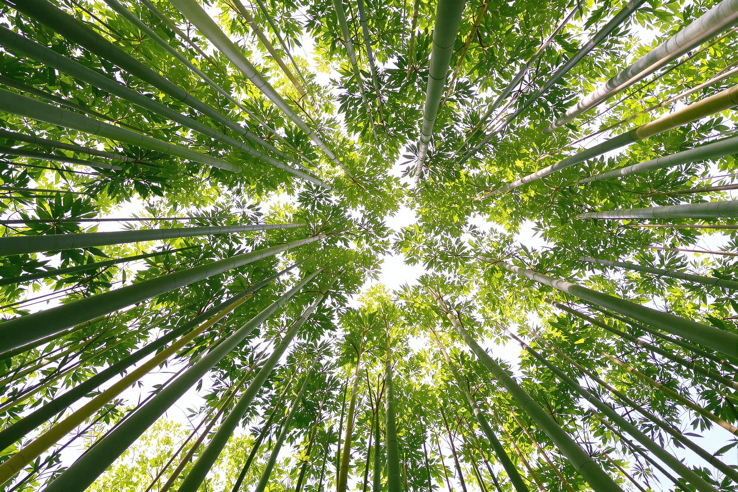 A dramatic worm’s-eye view captures the towering beauty of dense bamboo trees reaching towards a pale blue sky. Sunlight filters softly through the swaying emerald leaves, casting intricate flickering patterns on the smooth green stalks. The dynamic upward perspective amplifies the serene yet powerful essence of this nature scene.