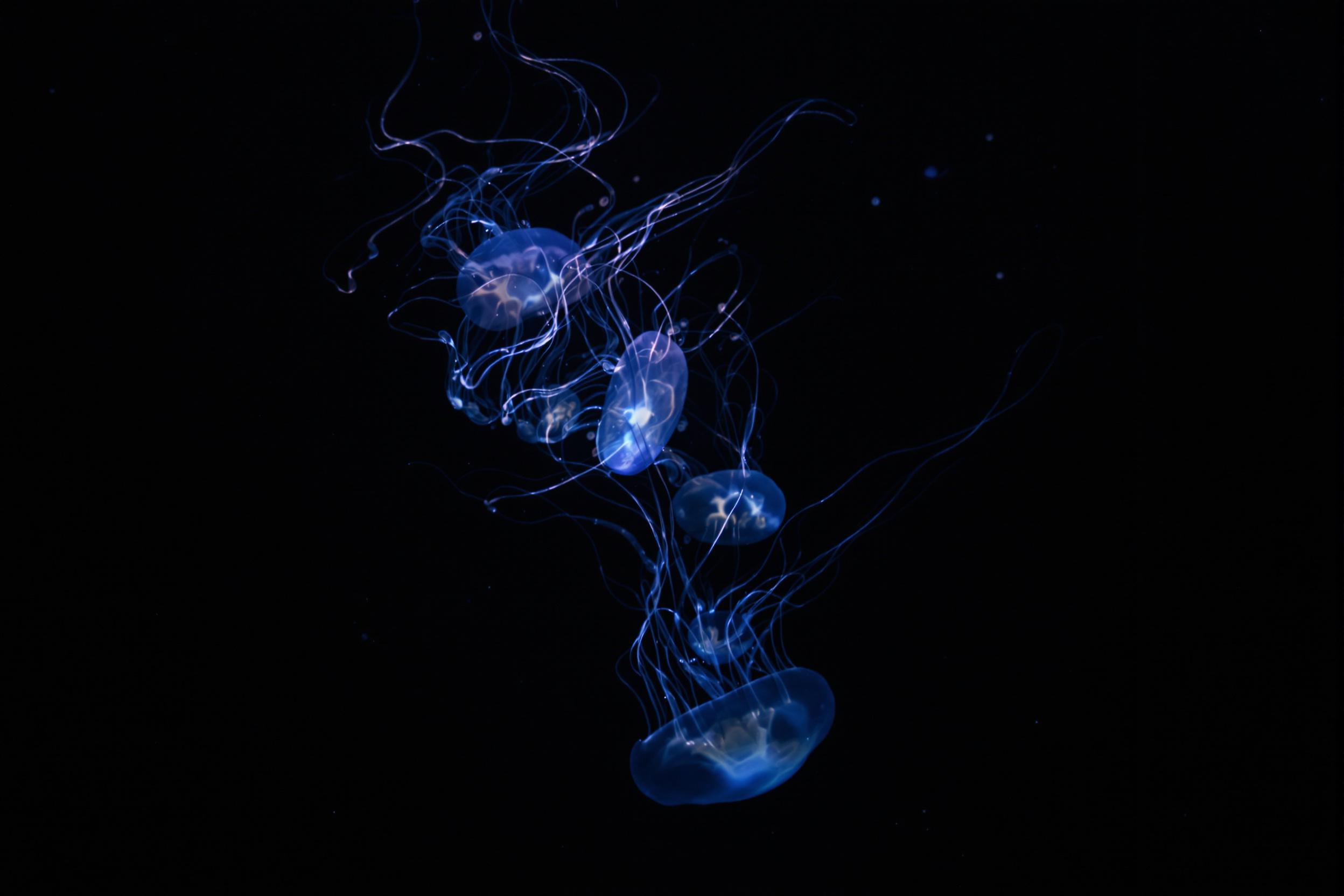 In the deep ocean’s shadowy expanse, a cluster of bioluminescent jellyfish drifts gracefully. Their translucent bodies glow softly in shades of blue and white under diffused subaqueous light. Thin, trailing tentacles create wavelike patterns as floating particles shimmer faintly in the surrounding darkness.