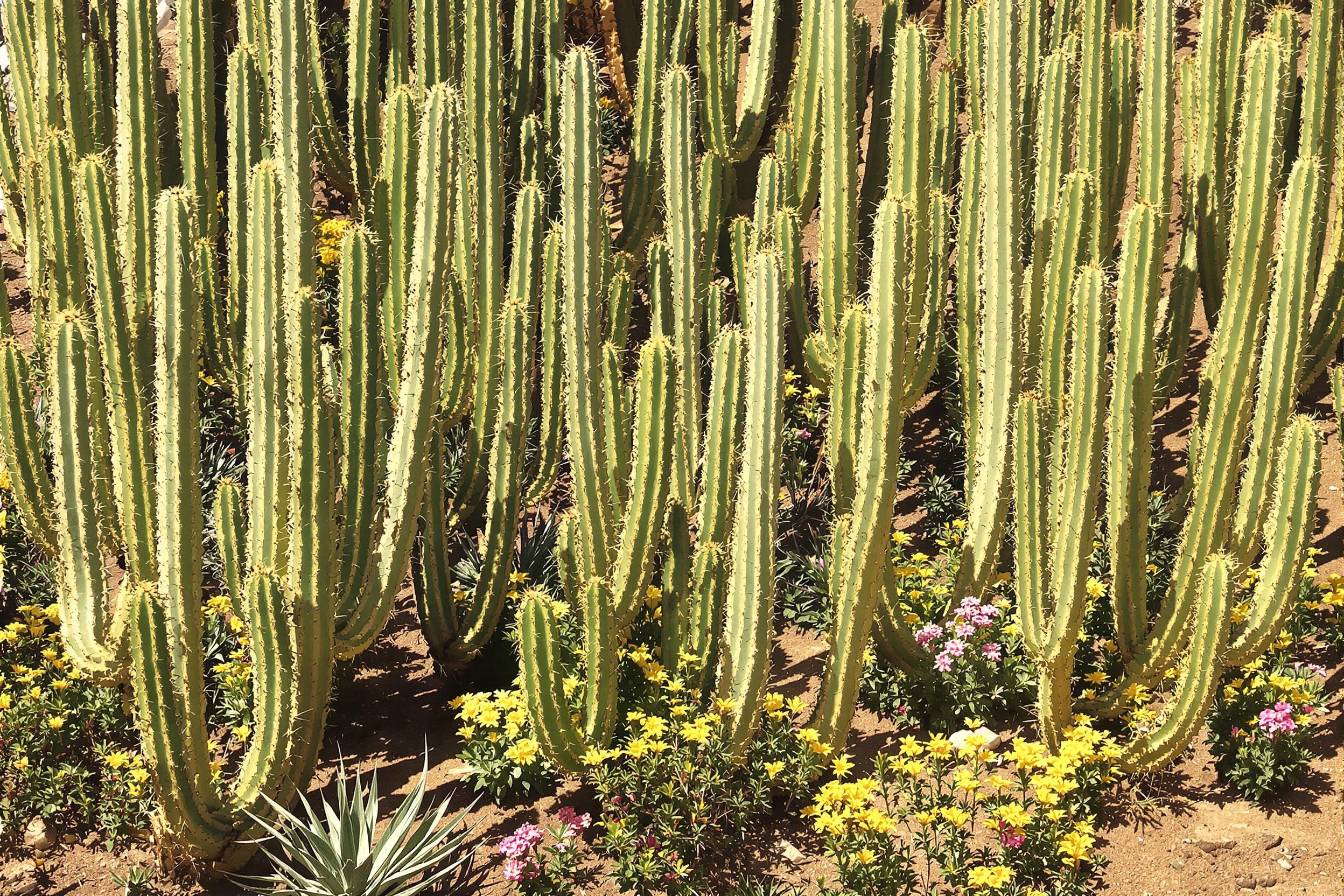 A lush cactus garden thrives under harsh midday sunlight in an arid desert landscape. Tall, textured cacti dominate the scene, their spiked green forms contrasting with earthy brown sand and scattered stones below. Vivid patches of succulents and blooming flowers add pops of yellow and pink. Shadows stretch sharply across the ground, emphasizing the intricate details of each plant.