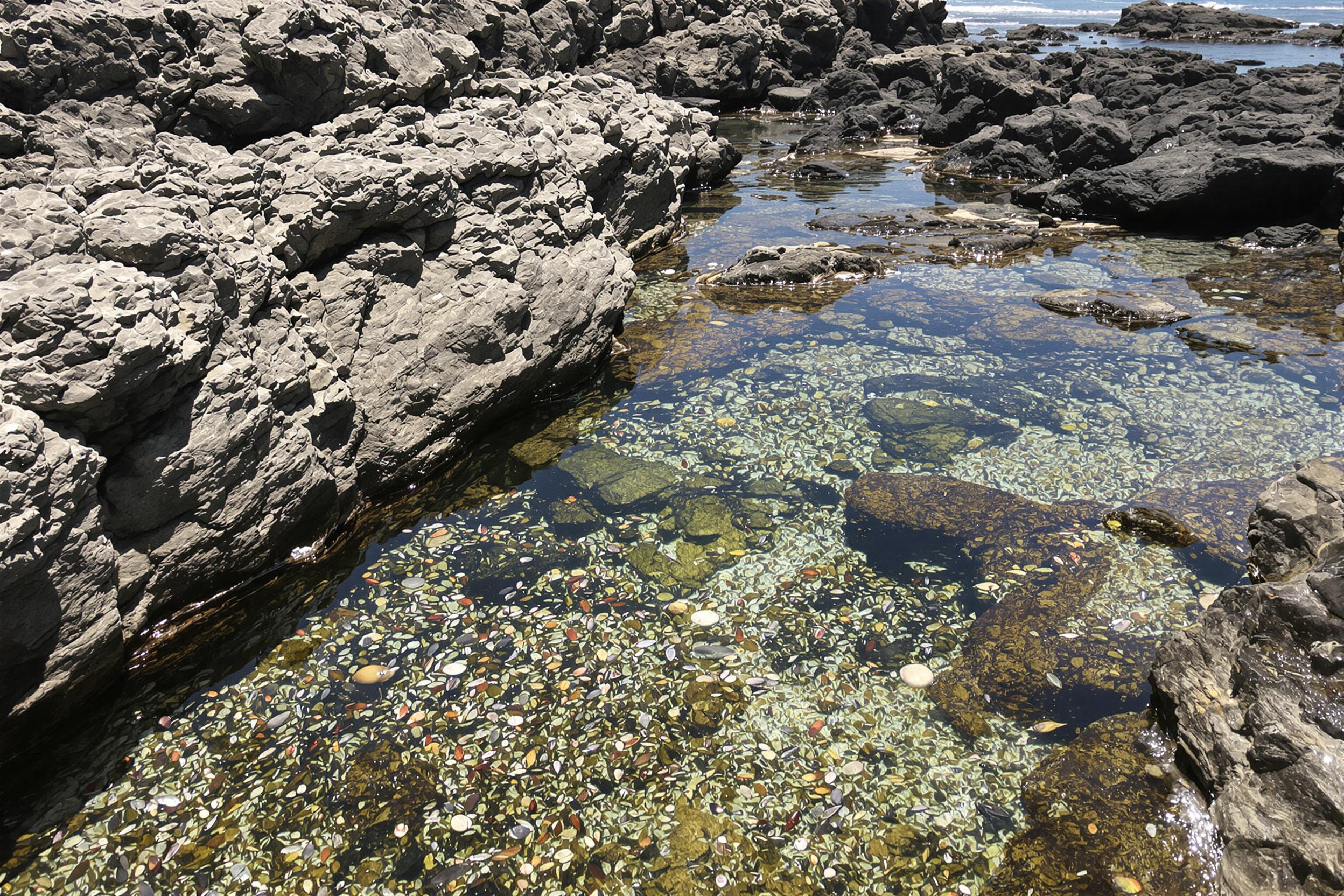 A serene coastal landscape reveals a rocky shoreline adorned with nutrient-rich tide pools filled with colorful marine life. Sunlight glimmers over the clear water, highlighting various shells, seaweed, and small fish within the pools. Jagged rocks create natural borders, leading the viewer's eye toward the horizon where soft waves lap against the shore.