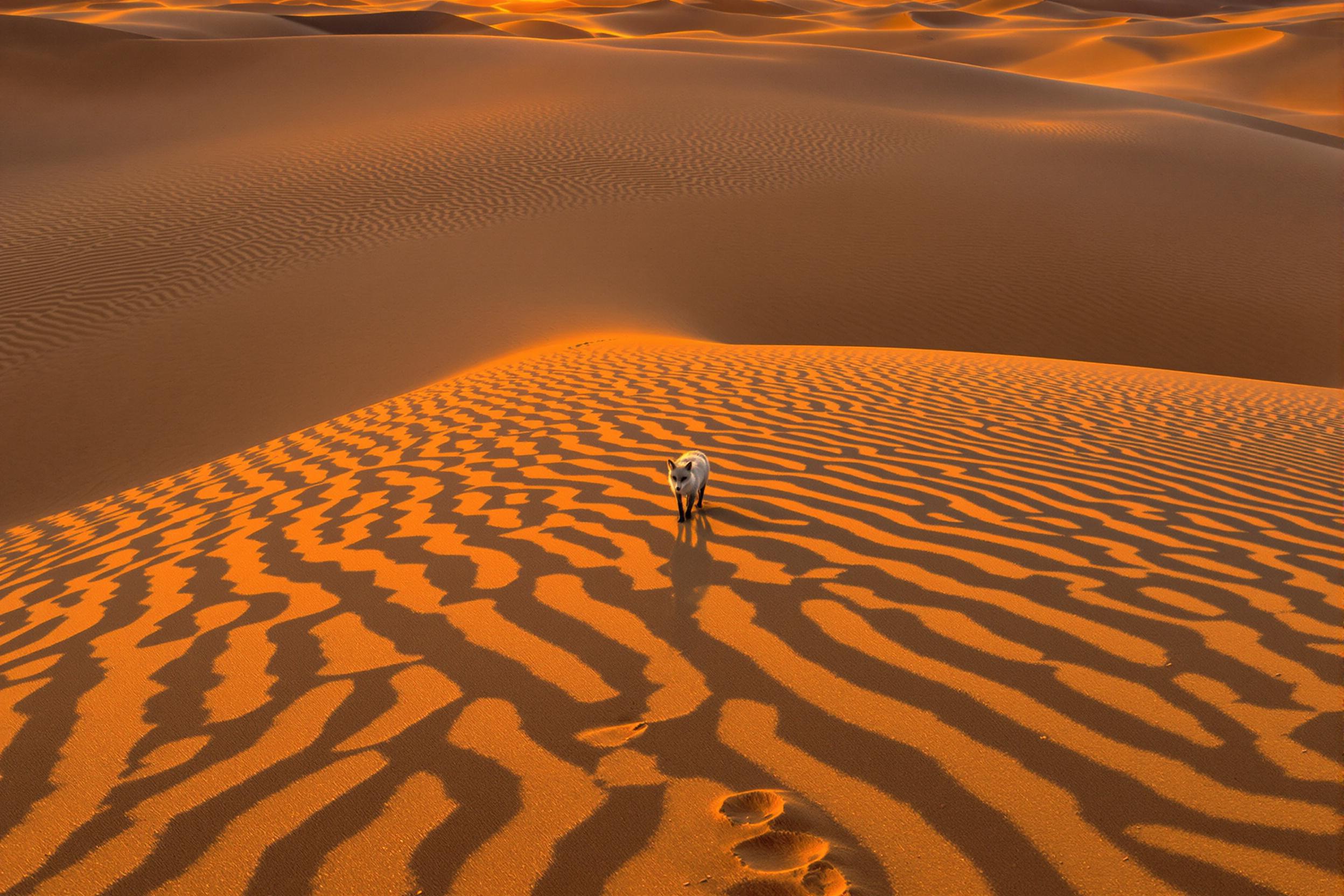 A solitary desert fox pads across intricate golden sand dunes illuminated by the warm evening sun. Soft shadows stretch behind the animal, capturing its agile form amidst undulating grains and patterns shaped by the wind. The glowing orange sky enhances the serene atmosphere, while subtle footprints trail back towards the horizon, blending into the sculpted terrain.