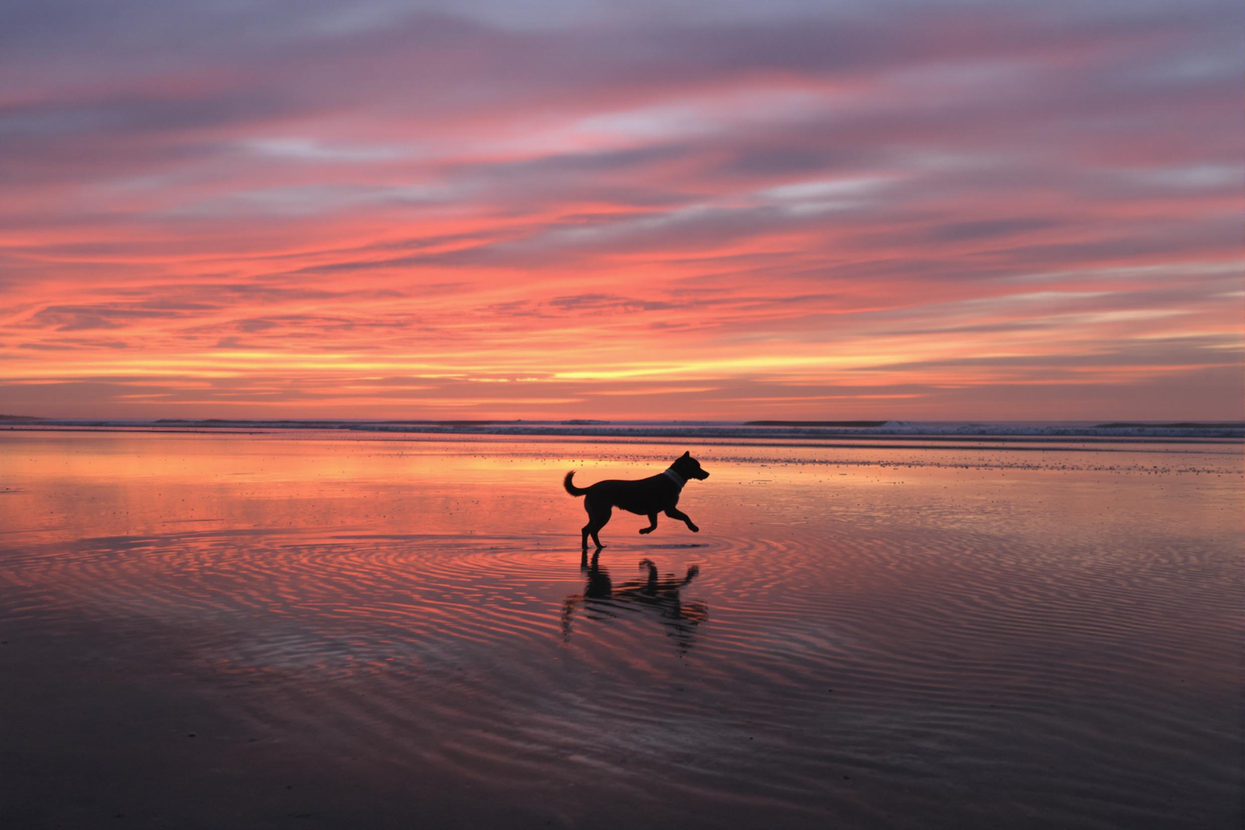 A playful dog runs along the sands of a quiet beach at sunset. The animal’s silhouette is illuminated against a backdrop of vivid orange and pink hues reflected off shallow water pools. Gentle ripples spread across the wet sand, mirroring the fading sky overhead. Distant rolling waves complete this serene seaside scene.