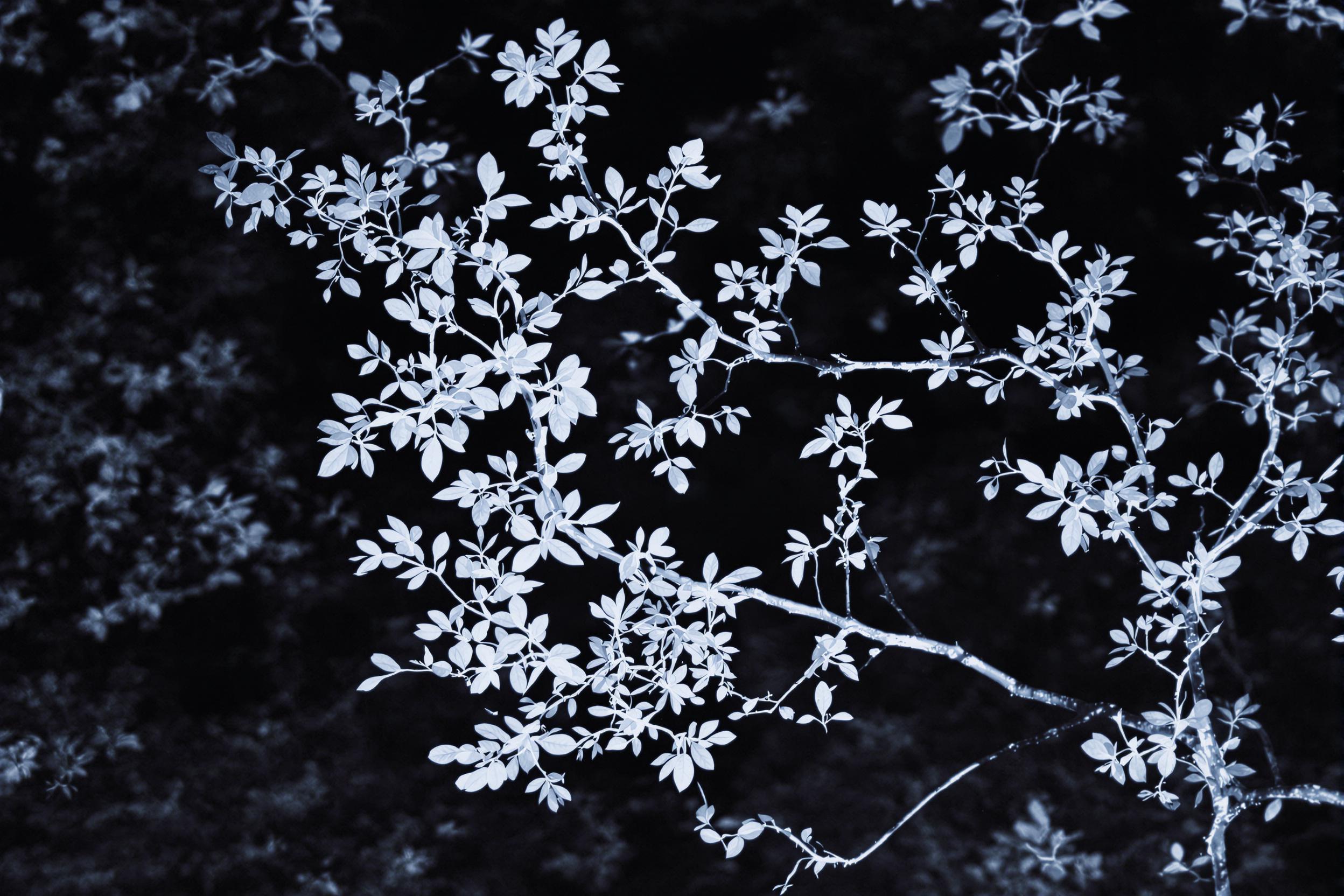 Discover the ethereal beauty of experimental infrared photography capturing botanical silhouettes. Delicate leaves and branches create stark white outlines against a surreal, dark background, revealing nature's hidden luminescence.