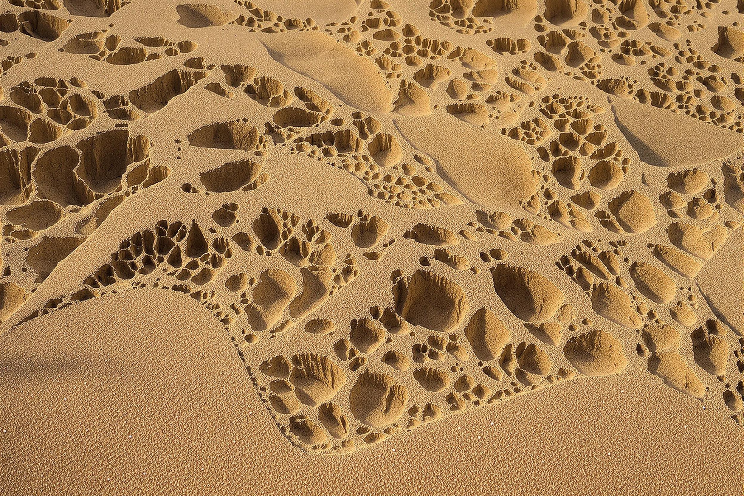 Witness nature's fleeting artistry in this experimental photograph of wind-sculpted sand formations along a remote coastline. Intricate patterns and delicate structures showcase the interplay between wind, time, and earth.