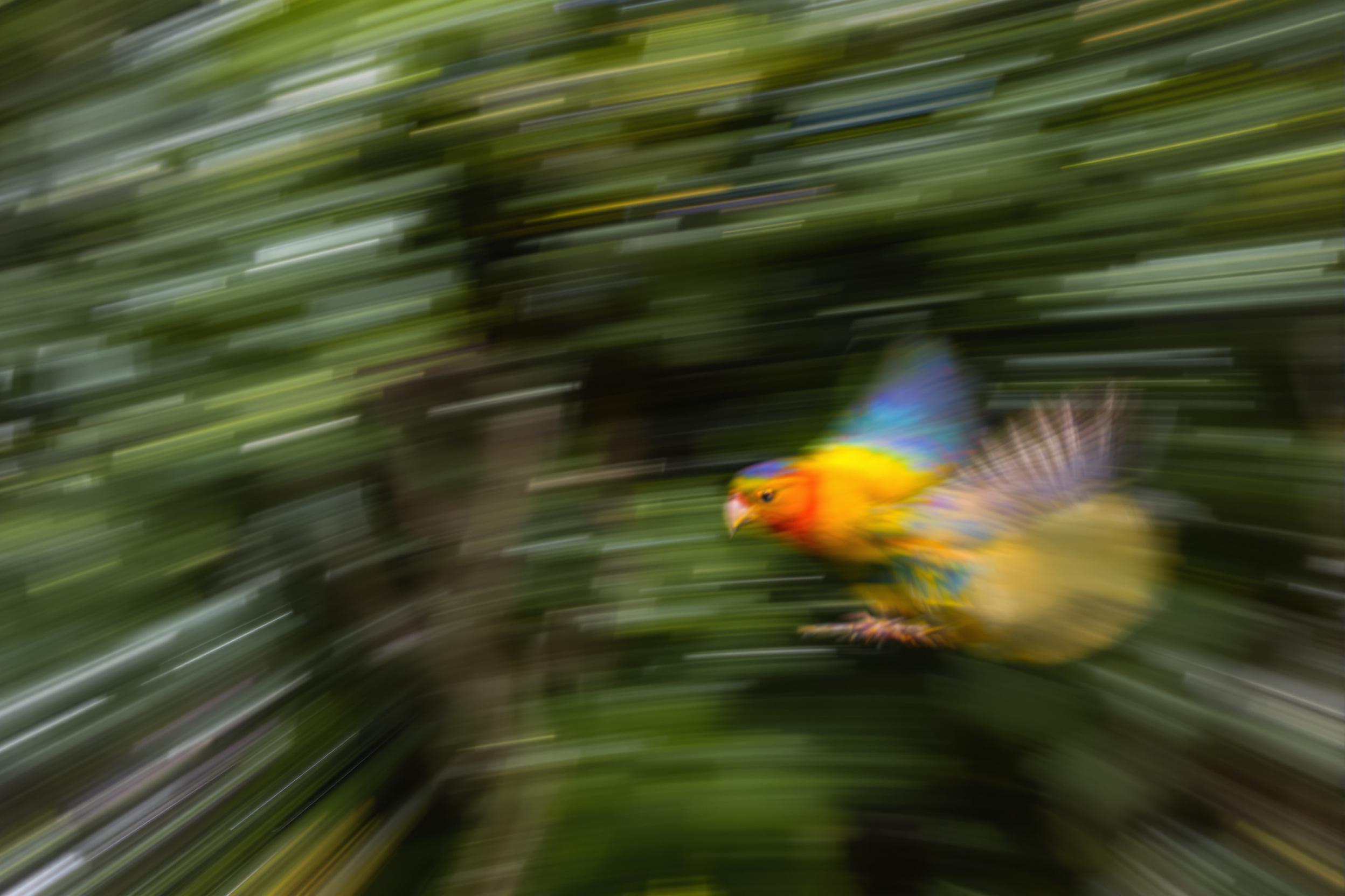 This stunning experimental photograph captures a vibrant bird in mid-flight, showcasing its colorful plumage against a blurred natural background. The use of motion blur creates a dynamic sense of movement, while the soft, diffused lighting enhances the vivid colors of the bird. Perfect for wildlife enthusiasts and artistic projects, this image embodies the beauty of nature through innovative photography techniques.