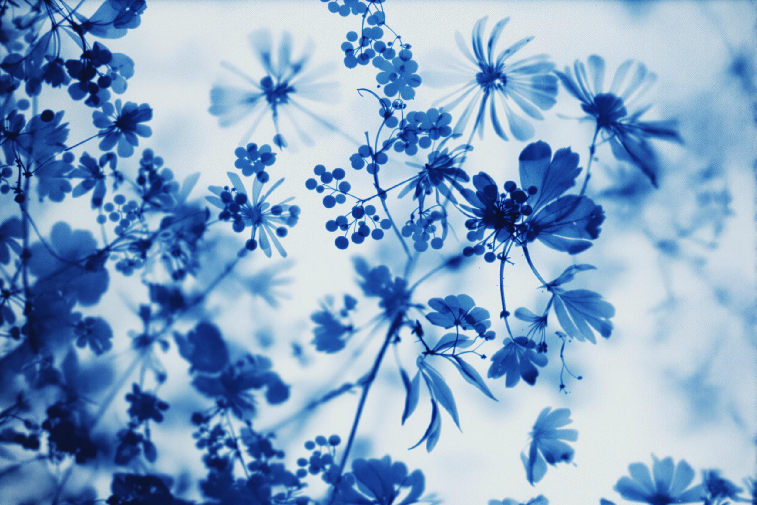 Discover the ethereal beauty of a cameraless photogram in this experimental image. Delicate leaves and flowers create ghostly silhouettes on light-sensitive paper, revealing intricate details and textures in a stunning blue-toned composition.