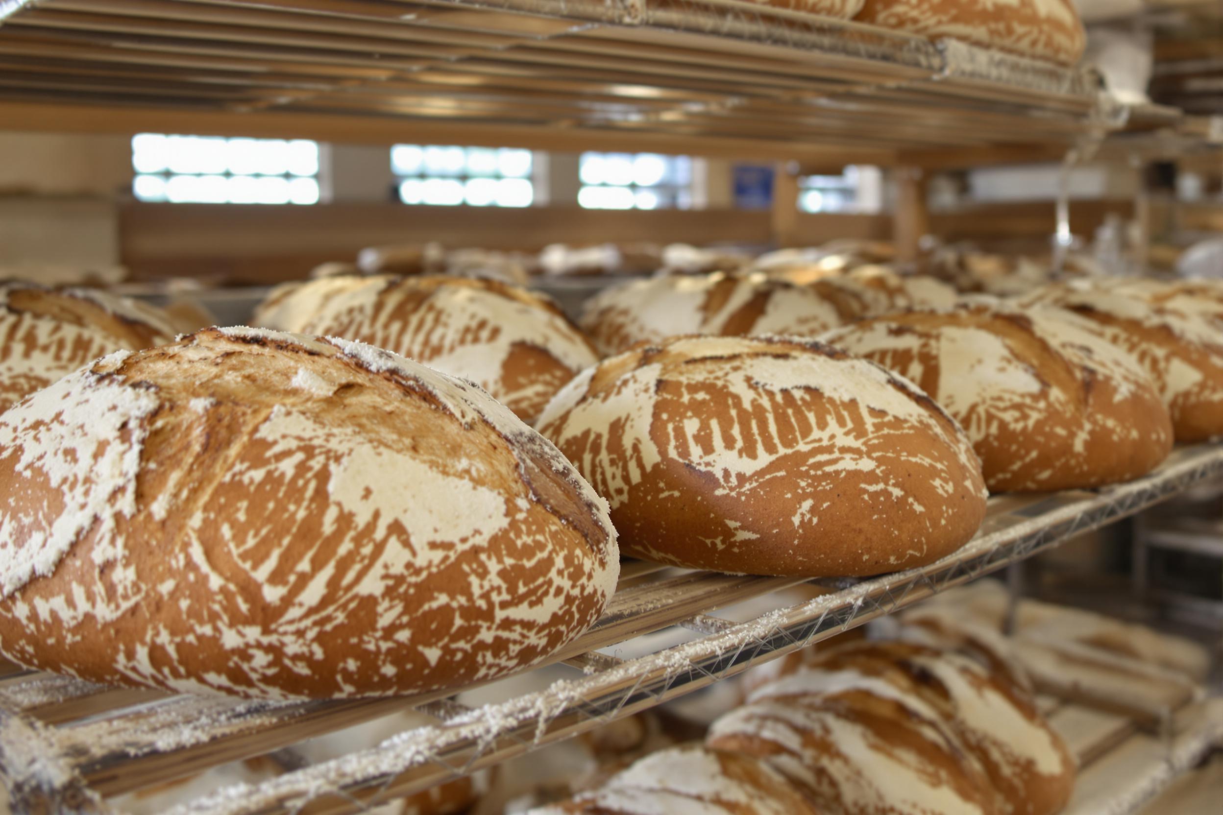 Freshly baked artisanal sourdough bread loaves cooling on wooden racks in a rustic bakery. Golden-brown crusts with intricate scoring patterns, surrounded by a dusting of flour. Natural light streams through windows, highlighting the bread's texture.