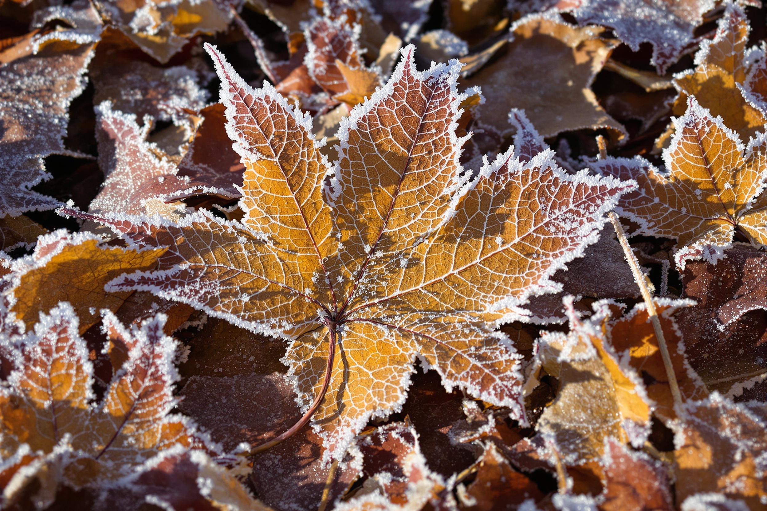 A close-up reveals a patch of autumn leaves delicately coated in frost, lying scattered across the forest floor. Each leaf's veins and edges glisten as morning sunlight strikes, highlighting intricate ice crystals. Shades of russet, gold, and copper are muted by the wintry layer, creating a textured, organic tapestry.