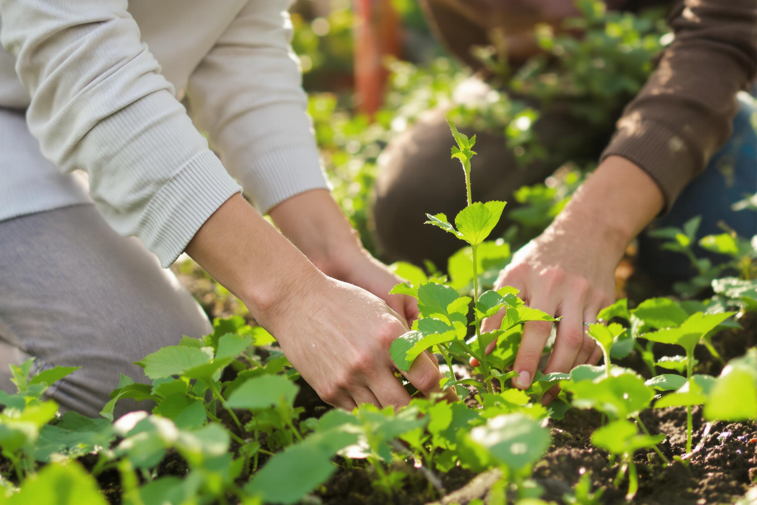 A serene image capturing a person practicing mindful gardening. They're kneeling in a lush vegetable garden, hands gently tending to vibrant plants. Soft morning light illuminates the scene, highlighting dewdrops on leaves. The gardener's peaceful expression conveys the therapeutic benefits of connecting with nature for mental wellness.