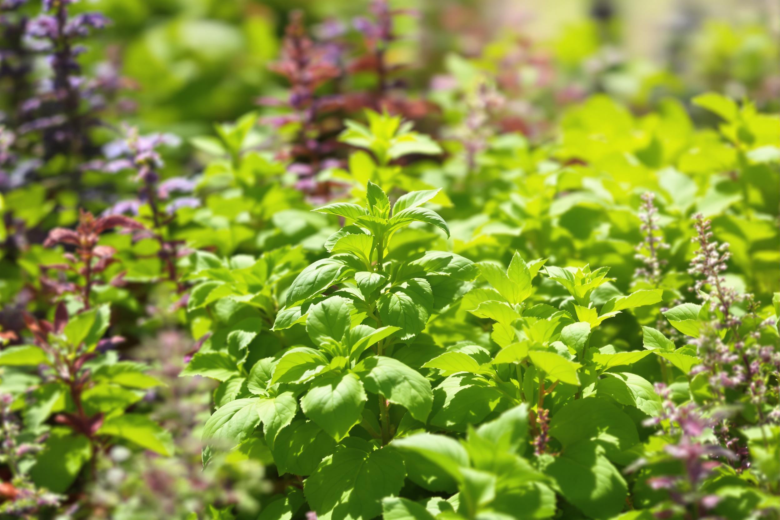 A lively close-up showcases a flourishing herb garden bursting with freshness. Lush green basil, vibrant mint, and deep purple sage create a colorful tapestry under bright morning sunlight. Various leaf shapes and textures are highlighted, while the background fades softly into a gentle blur. The scene evokes a sense of vitality and growth, inviting culinary inspiration.