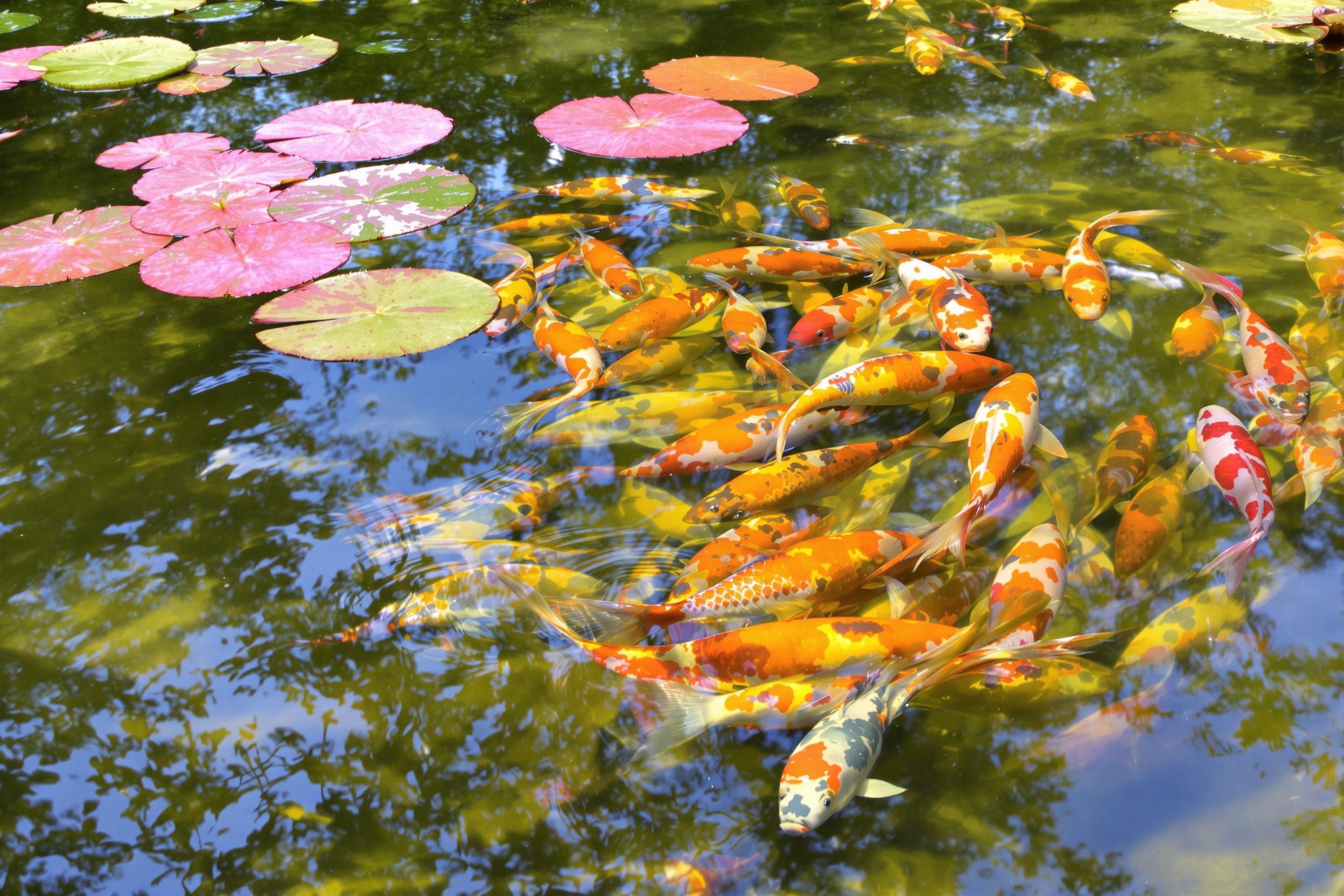 A tranquil koi pond features vibrantly colored fish swimming beneath pink-shaded lily pads. Translucent water highlights golden-orange scales and rippling reflections from overhanging tree branches. The scene is illuminated by filtered natural sunlight, capturing the shimmering elegance of flowing life.