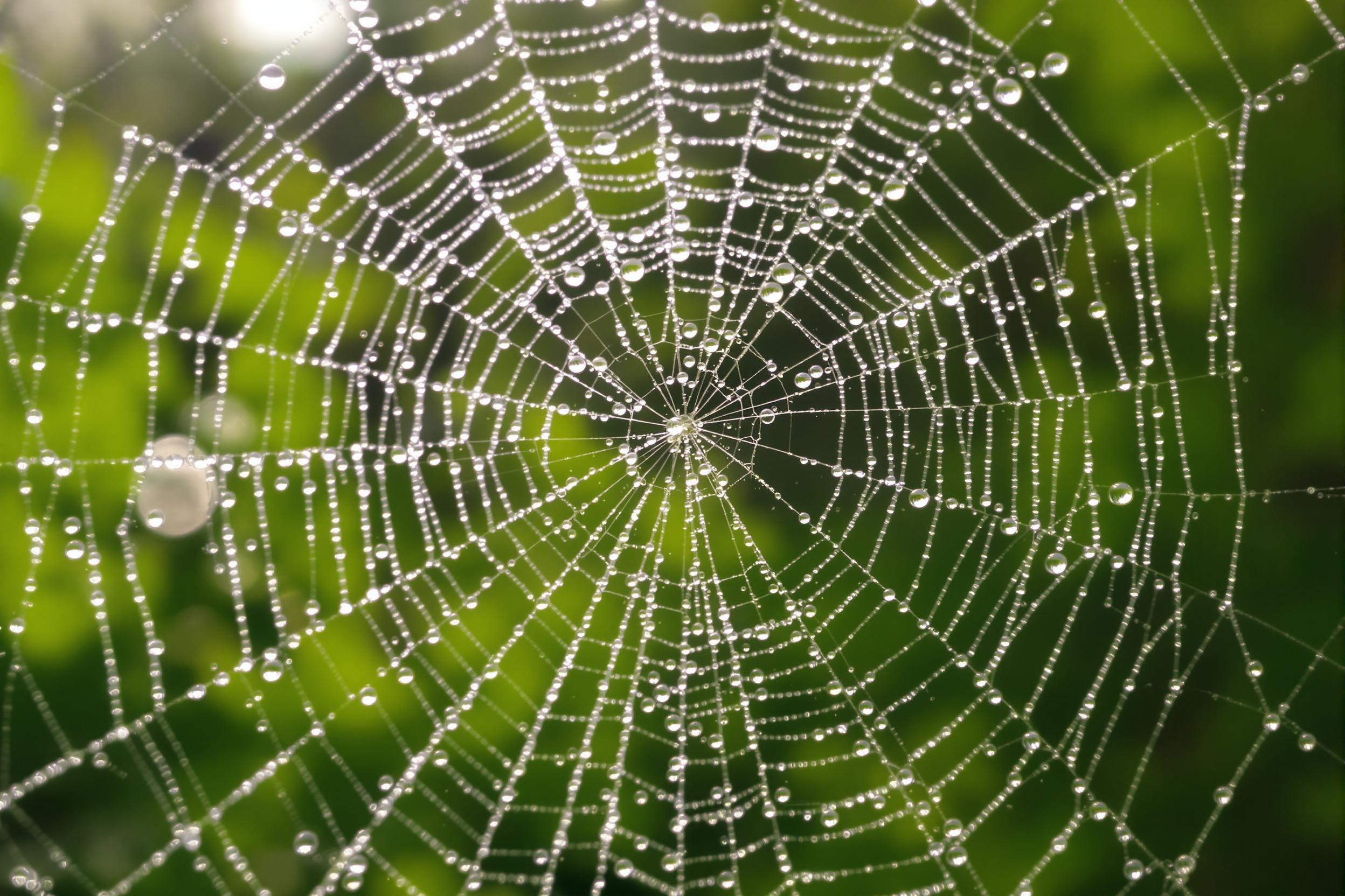 An extreme close-up reveals an intricately woven cobweb, adorned with shimmering dewdrops from the early morning. Each translucent droplet reflects tiny fragments of its surroundings, while thin strands of silk form a perfect radial pattern. The softly blurred background displays lush green foliage and diffused sunlight, enhancing the serene natural detail.