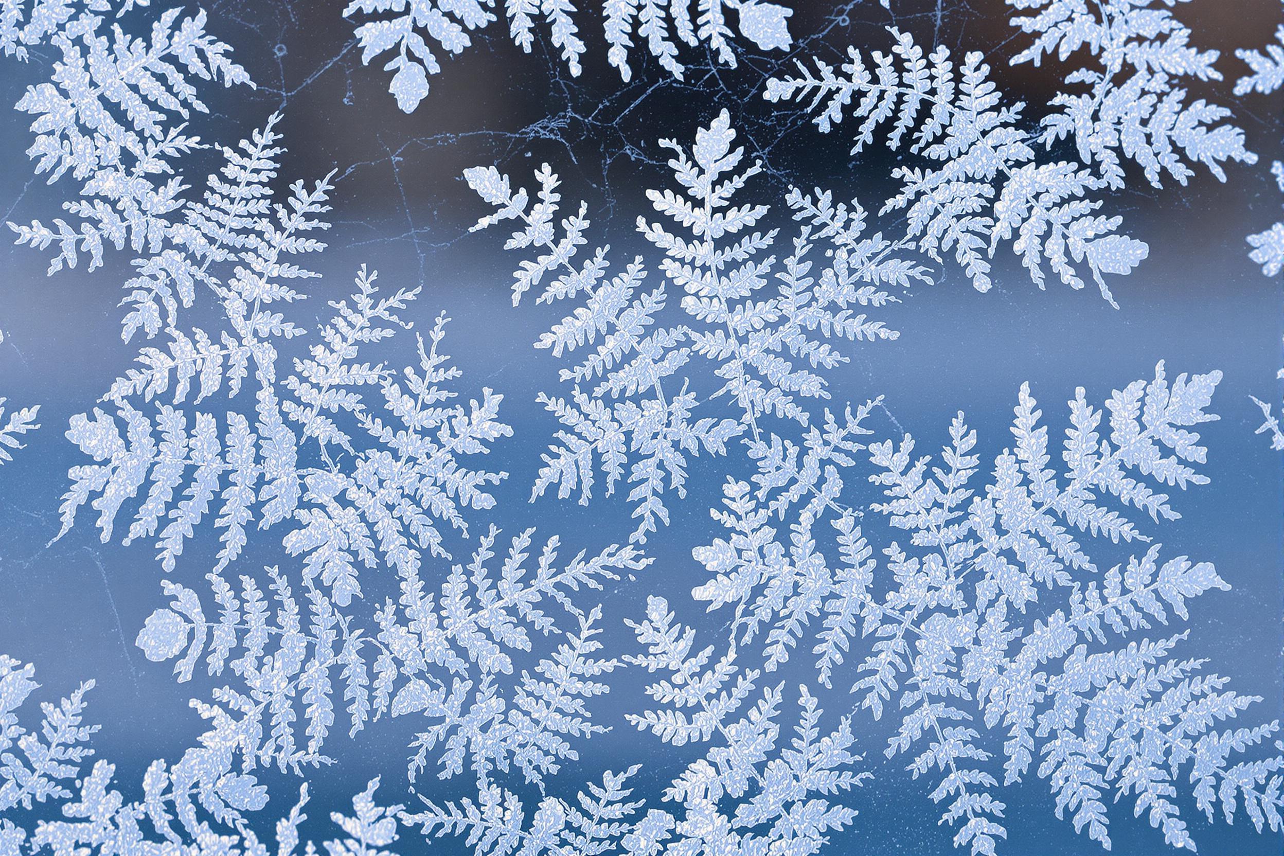 An extreme close-up captures frost patterns etched onto glass, resembling intricate fern leaves. Each crystal shines under cold, natural light, revealing detailed textures and subtle blue-white tones. The background appears softly blurred, adding depth to this frozen abstract display.