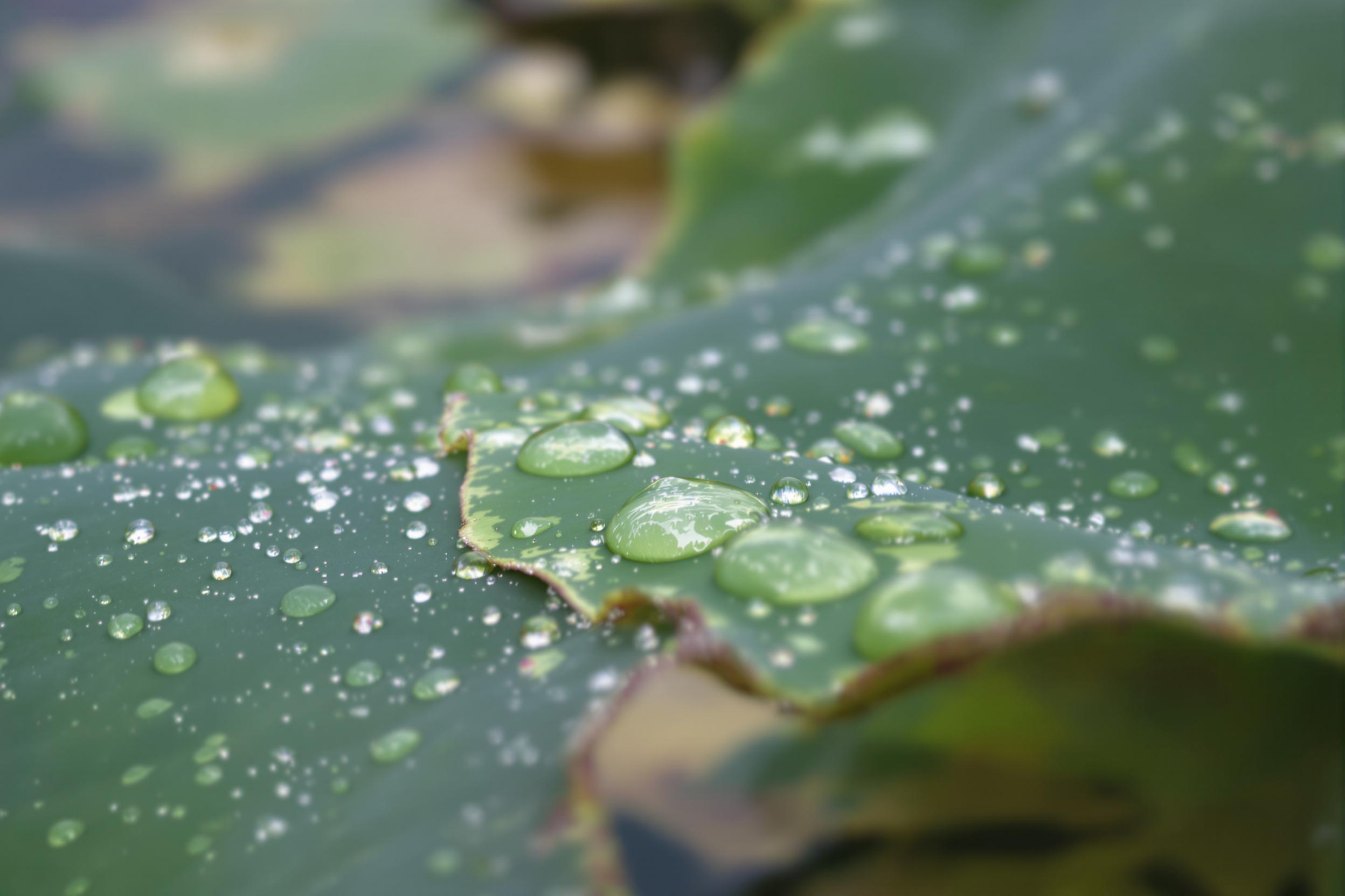 After rain, a lotus leaf cradles glossy raindrops like pearls against its velvety green surface. The crystalline drops glint softly in the gentle daylight, creating a harmonious play between texture and light. A blurred pond background with earthy reflections provides depth and adds to the tranquility of this delicate macro composition.