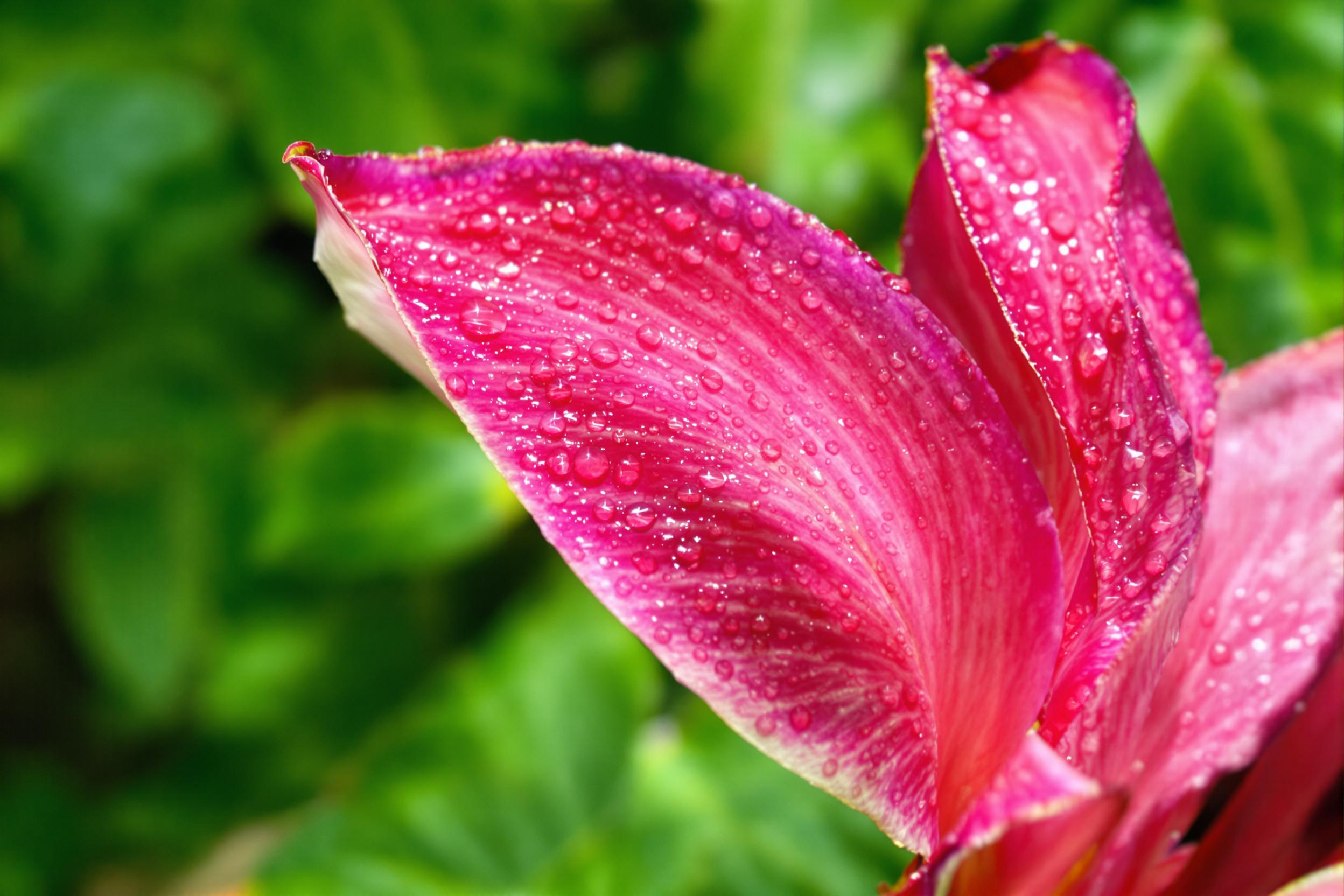 Intricately detailed tropical flower petals glisten with fresh rain droplets. Vivid magenta hues reveal soft gradients toward violet edges, accentuated by sunlight subtly diffusing through water drops. Fine petal veins surface beneath the glossy texture, while the blurred green backdrop adds balance and contrast.