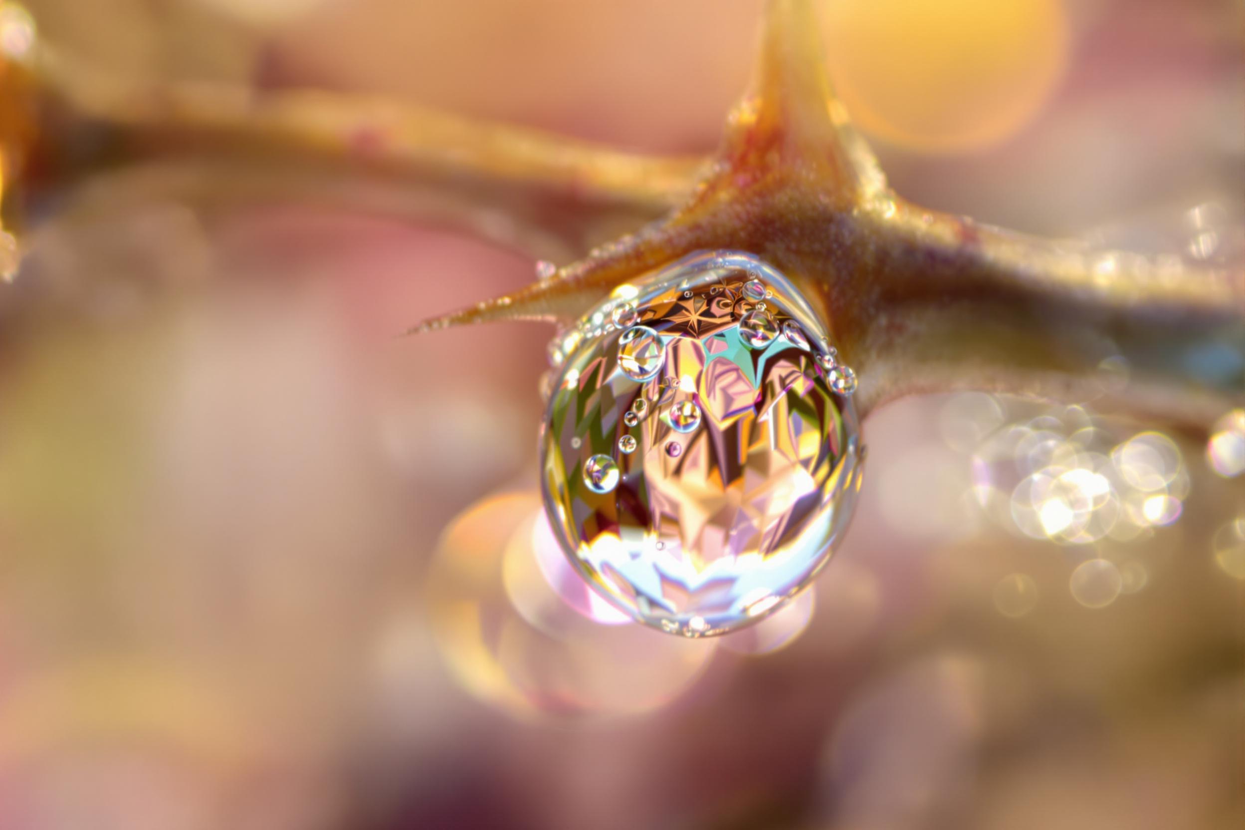 A striking macro image of a single dewdrop perched delicately atop a sharp thorn. The dewdrop gleams in the soft golden light of early sunrise, encapsulating reflections of blurred morning flora. Fine hairs and textured ridges on the thorn are sharply detailed, enhanced by the organic bokeh of dewy surroundings.