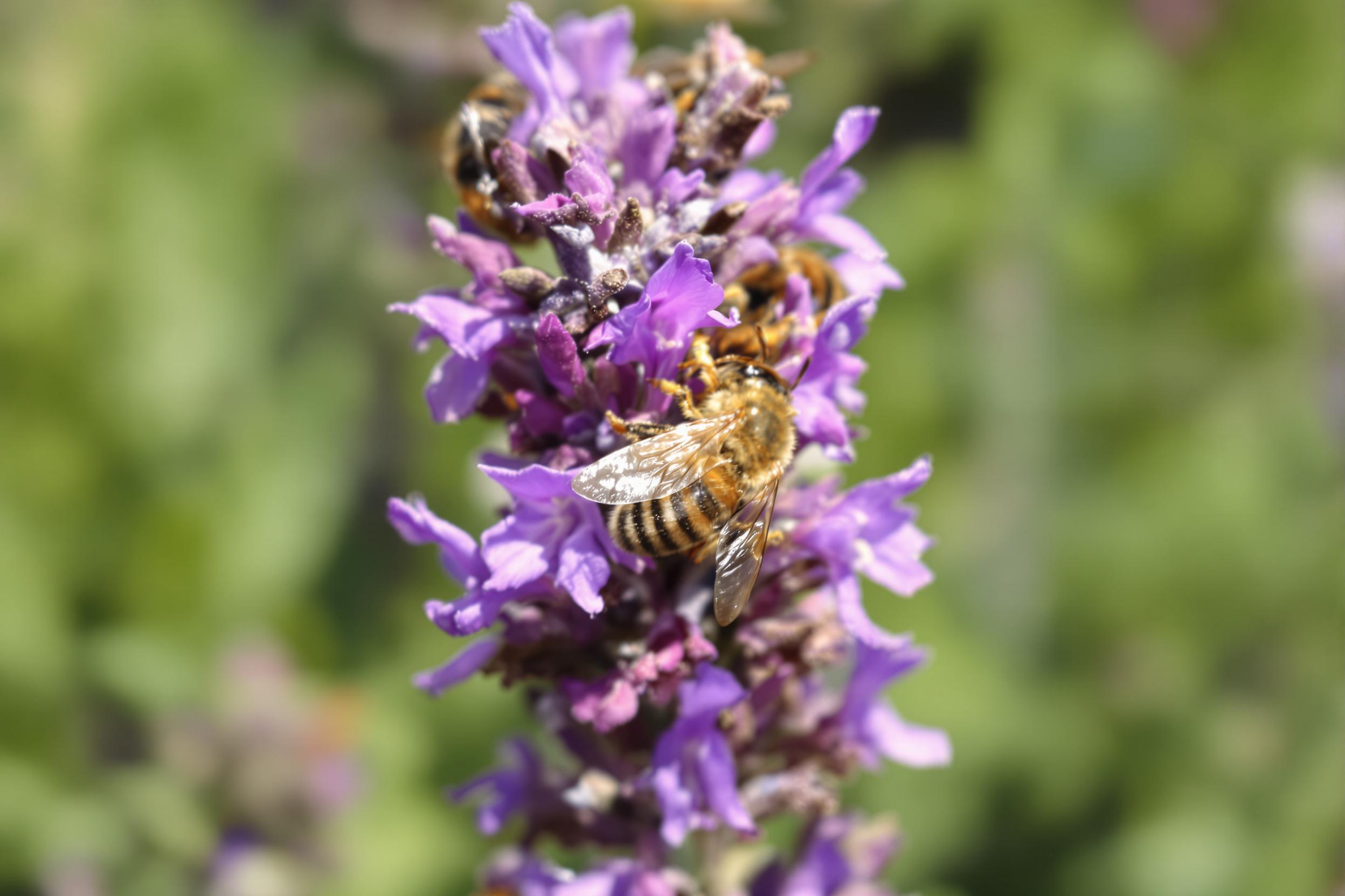 A macro close-up captures honeybees pollinating fresh lavender blossoms under soft afternoon light. The intricate details of their delicate wings shimmer as they work. Vibrant purple petals stand out against the faint verdant green of surrounding foliage, creating a serene and harmonious composition.