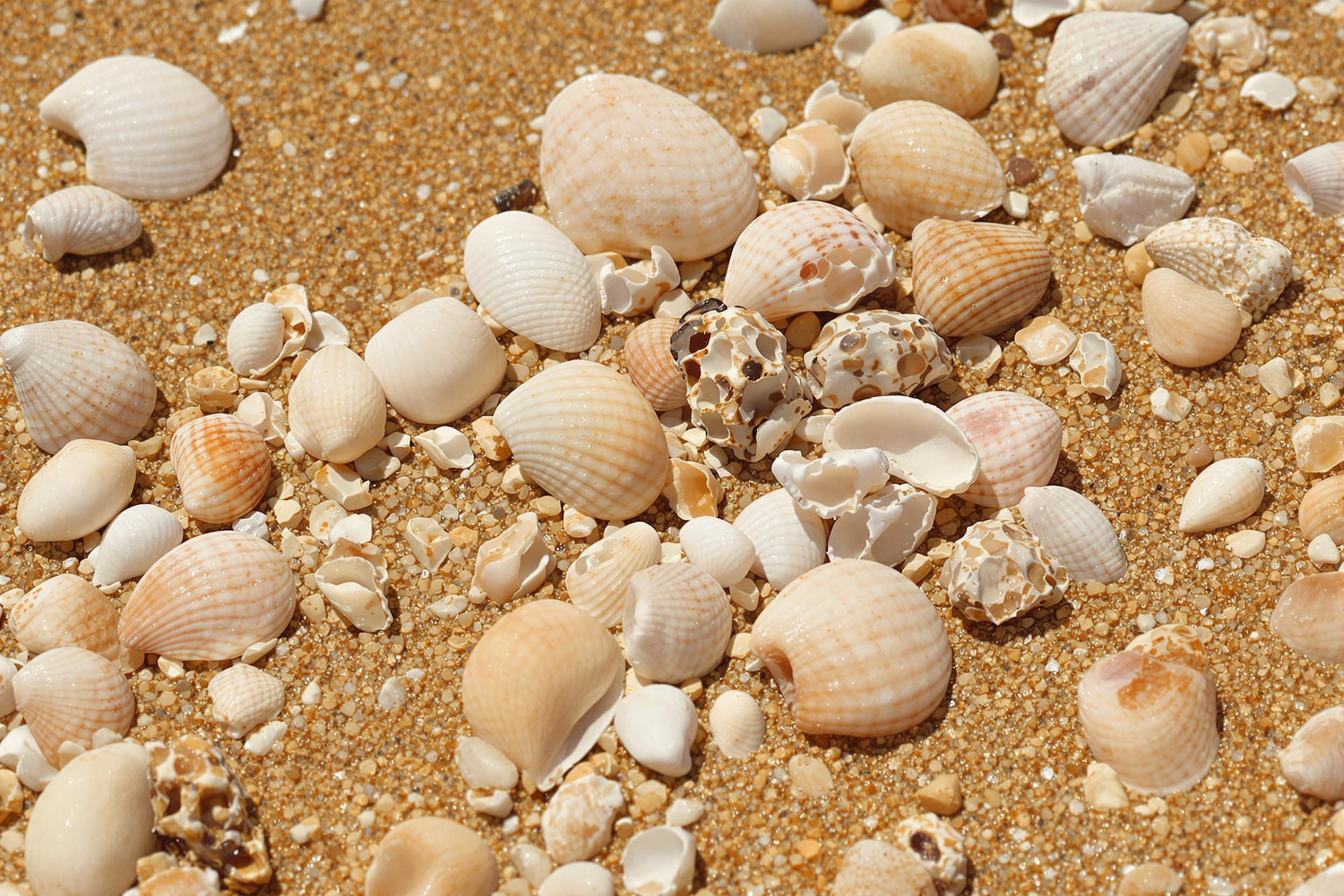 An intricate close-up showcases an array of uniquely patterned seashells scattered across fine, golden sand. Various hues, from creamy whites to deep ochres, contrast beautifully under the midday sun. Each shell reveals distinctive textures—some smooth and shiny, others rough and matte—illuminated by bright sunlight that accentuates their intricate details.