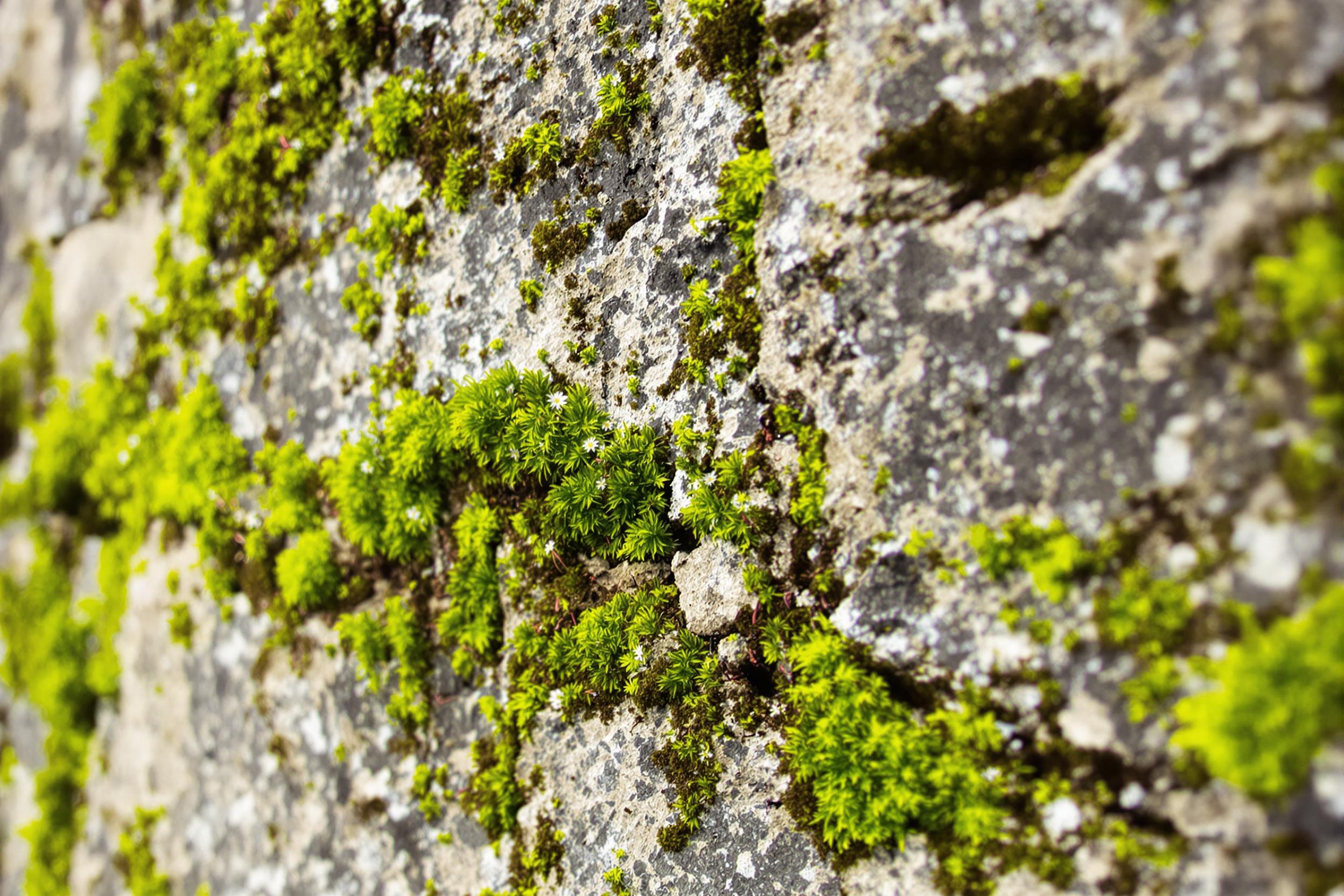 A macro perspective highlights vibrant green moss and delicate wildflowers clinging to an ancient stone wall. Textures of the rough, weathered stone interact beautifully with the soft, organic forms of the moss. Diffuse natural light enhances the intricate details, while a softly blurred background adds depth to the composition.