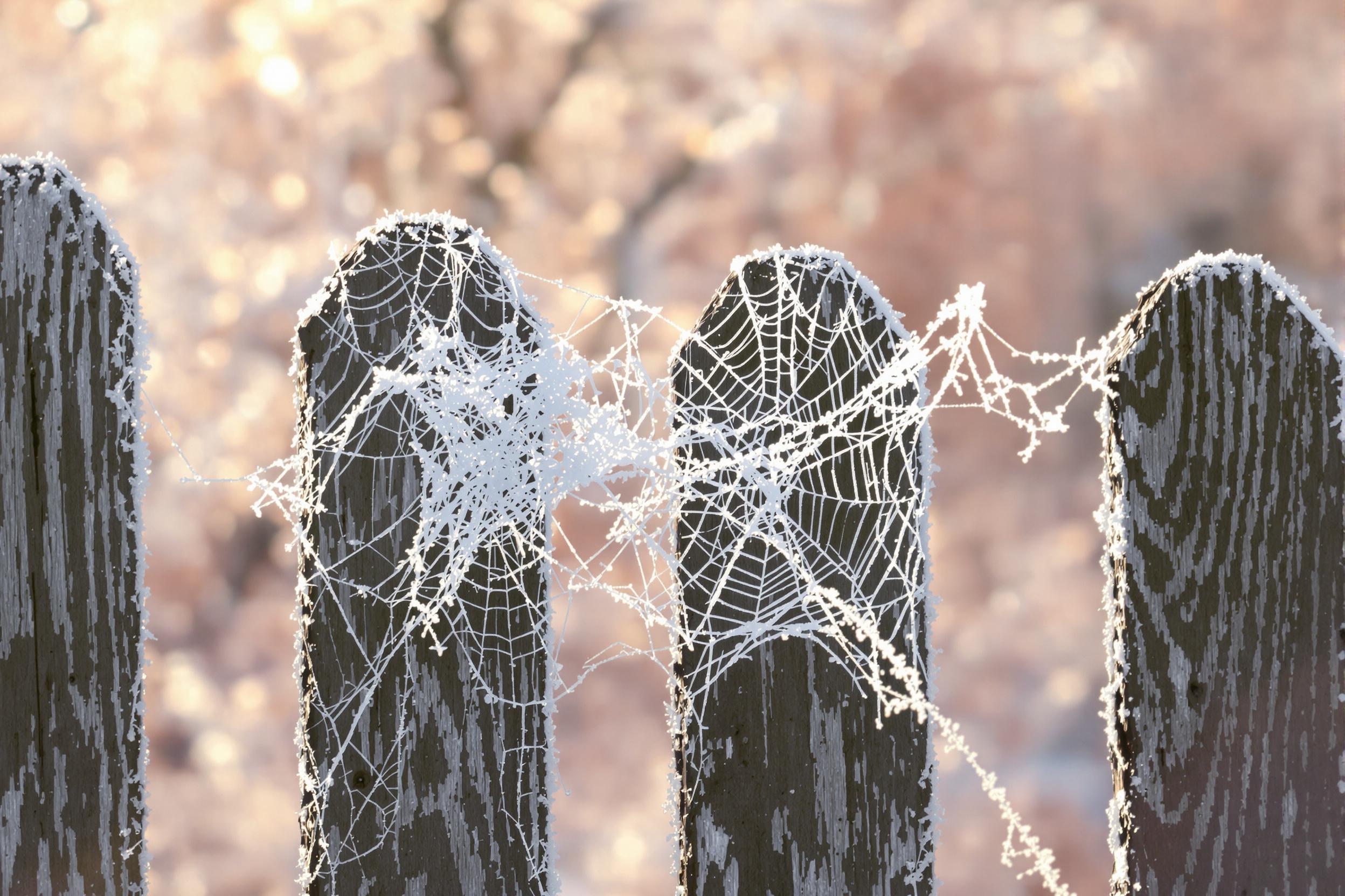 Delicate frosted cobwebs glisten at dawn, draped elegantly across a weathered wooden fence. Backlit by early sunlight, their intricate patterns shimmer against a soft bokeh of pastel pink and gold hues. Fine ice crystals create stunning, sharp textures, contrasting with the blurred woodland backdrop, enhancing the scene's wintry serenity.