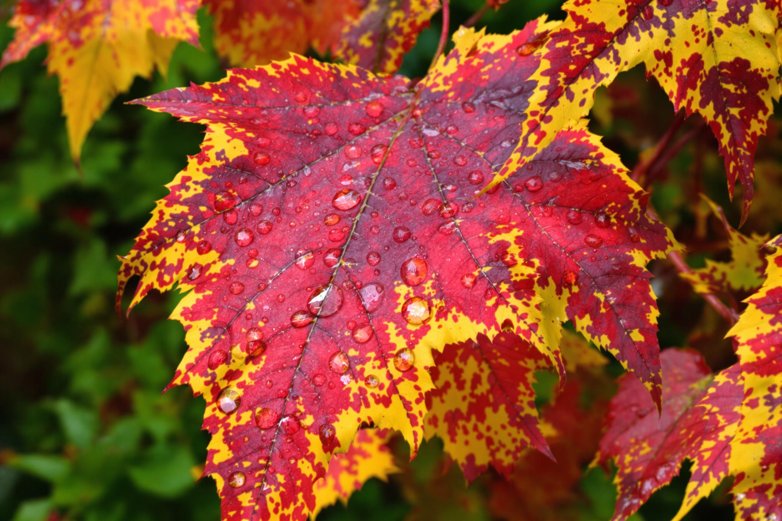 A close-up of rain-dappled autumn leaves showcases a palette of deep reds, fiery oranges, and crisp yellows. Delicate water droplets cling to veined surfaces, magnifying their textured patterns. The diffused light highlights the intricate interplay of color and moisture, while surrounding blurred greenery adds subtle depth.