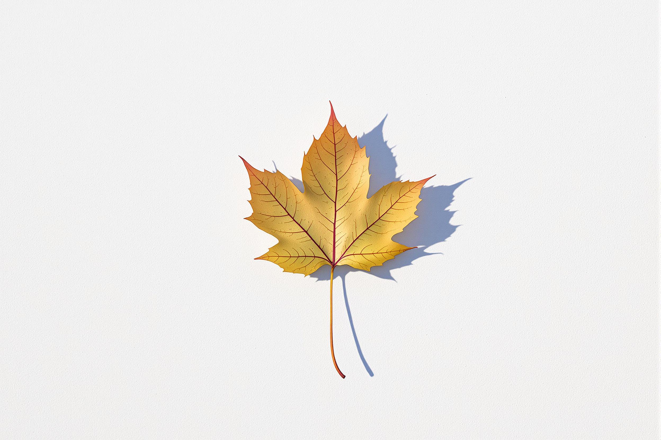 A single, delicate autumn leaf rests on a pristine white surface, creating a striking contrast in this minimalist composition. The intricate veins and subtle imperfections of the leaf are highlighted against the stark backdrop, emphasizing nature's simple beauty.