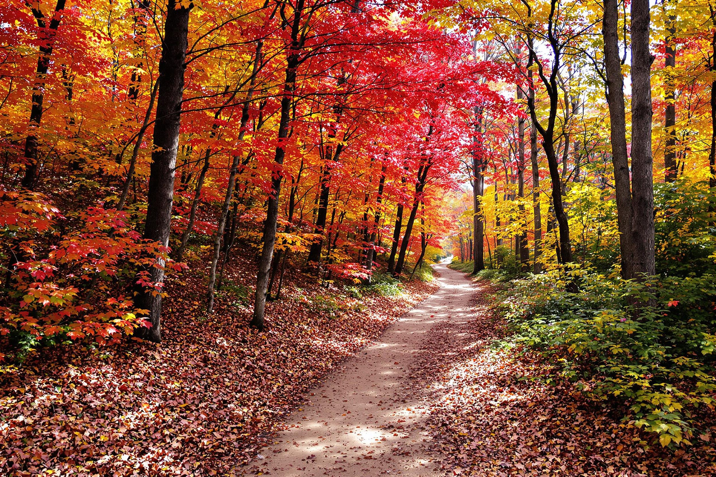 A wide-angle view captures a rugged mountain trail meandering through a forest adorned in fall colors. Fiery reds, oranges, and yellows from oak and maple trees frame the path, illuminated by soft afternoon sunlight filtering through branches. The earthy trail, scattered with fallen leaves, invites exploration while lush greenery remains visible along the edges.