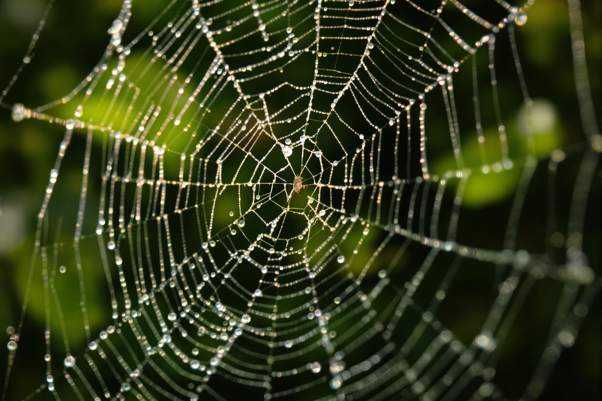 A mesmerizing close-up captures intricate spider webs adorned with glistening dew drops in the early morning light. Delicate silk threads weave an elaborate pattern that reflects the soft, diffused sunlight, illuminating the tiny droplets that sparkle like diamonds. The blurred green foliage in the background enhances the sharpness of the web, creating a serene and captivating scene.