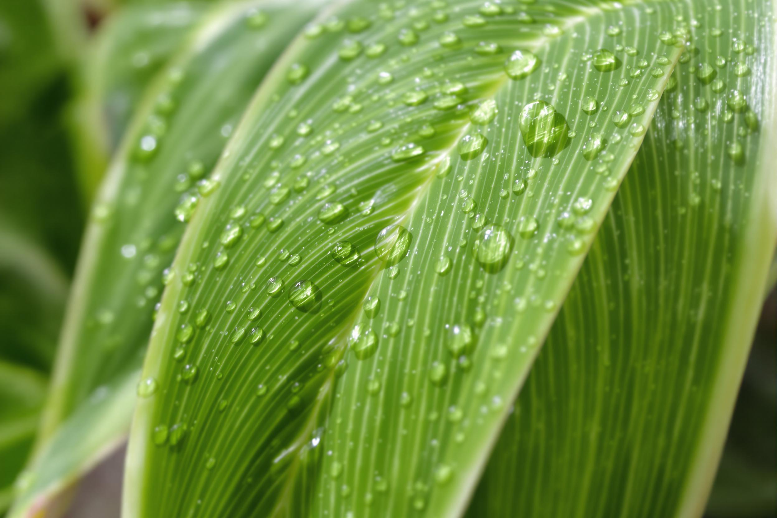 A close-up captures intricate water droplets clinging to the emerald green surface of a spider plant leaf. The drops magnify the detailed veins of the plant amid diffused natural light. Edges of the leaf show contrasting white lines, and a softly blurred background adds depth to this serene moment.