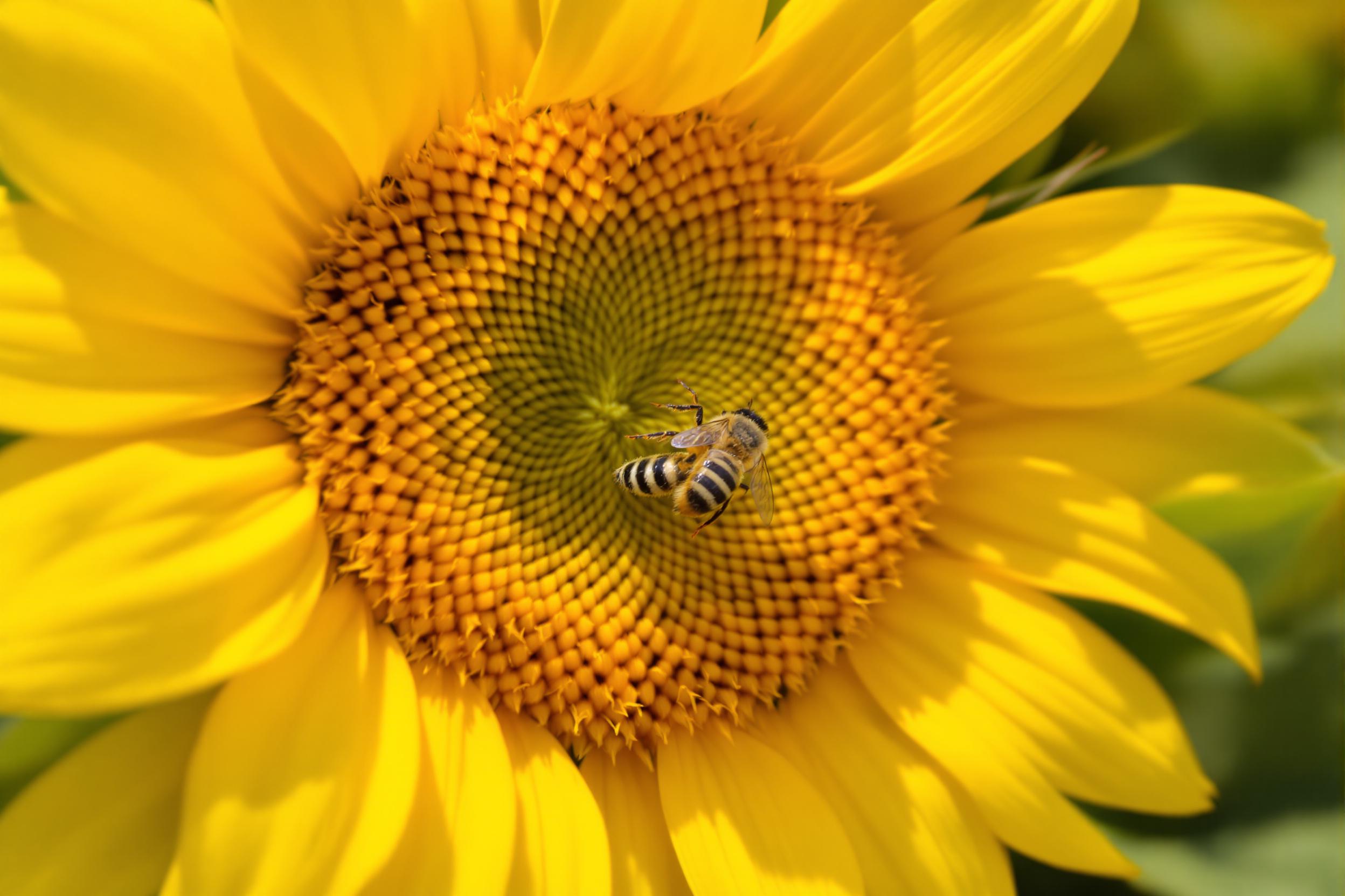 A striking close-up captures a honeybee delicately poised on the center of a vibrant yellow sunflower. The bee's fuzzy body contrasts against the bold petals, highlighted by the bright mid-morning sun. Intricate patterns of the sunflower seeds are visible, surrounded by lush green leaves that fade softly into the blurred background, creating a dynamic yet harmonious composition.