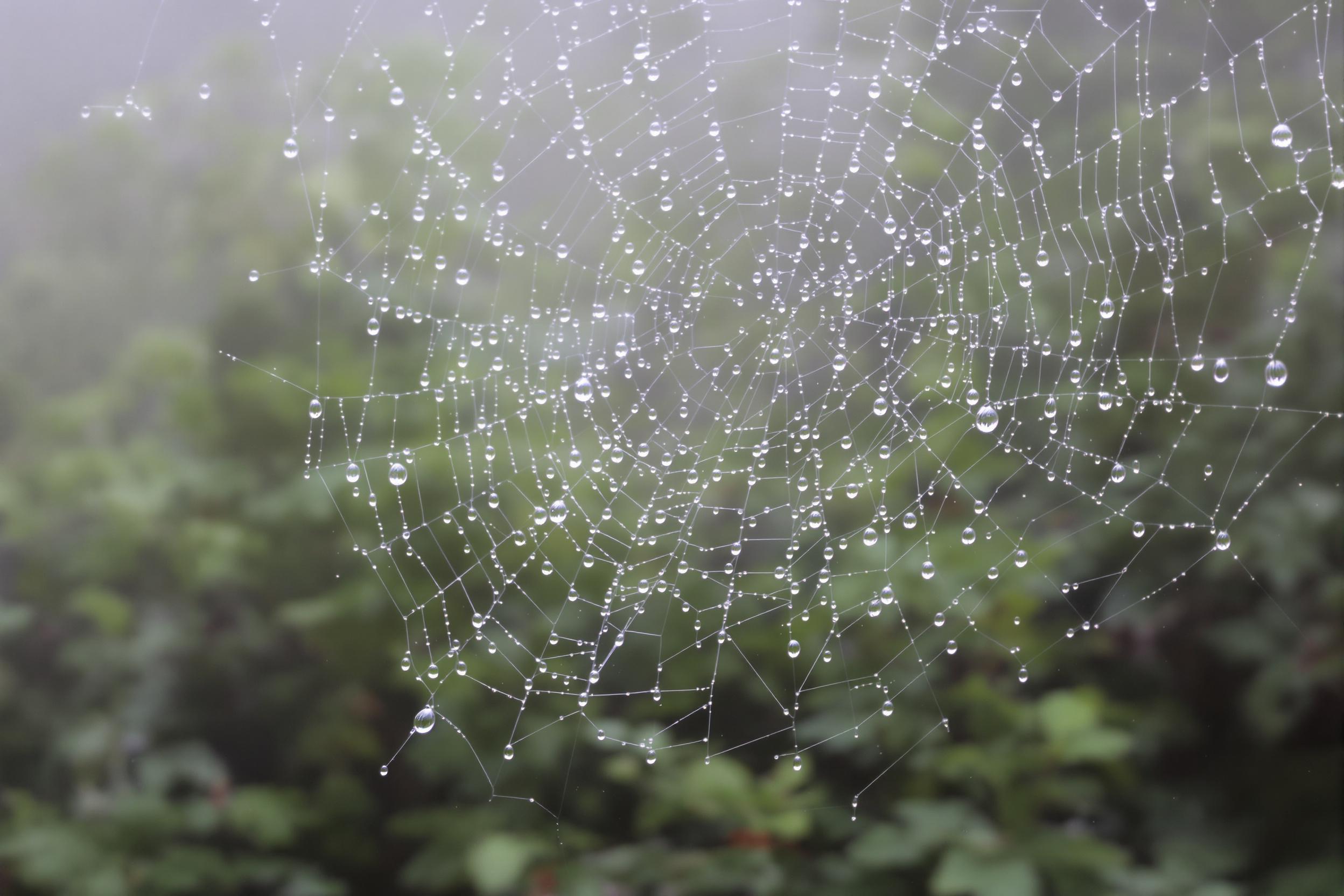 Tiny glistening rain droplets hang delicately on a spider’s web spun across lush forest foliage. The misty background is softly blurred, with faint shades of green creating a tranquil canvas for the intricate threads. Each droplet reflects the filtered light, resembling glimmering pearls suspended in mid-air.