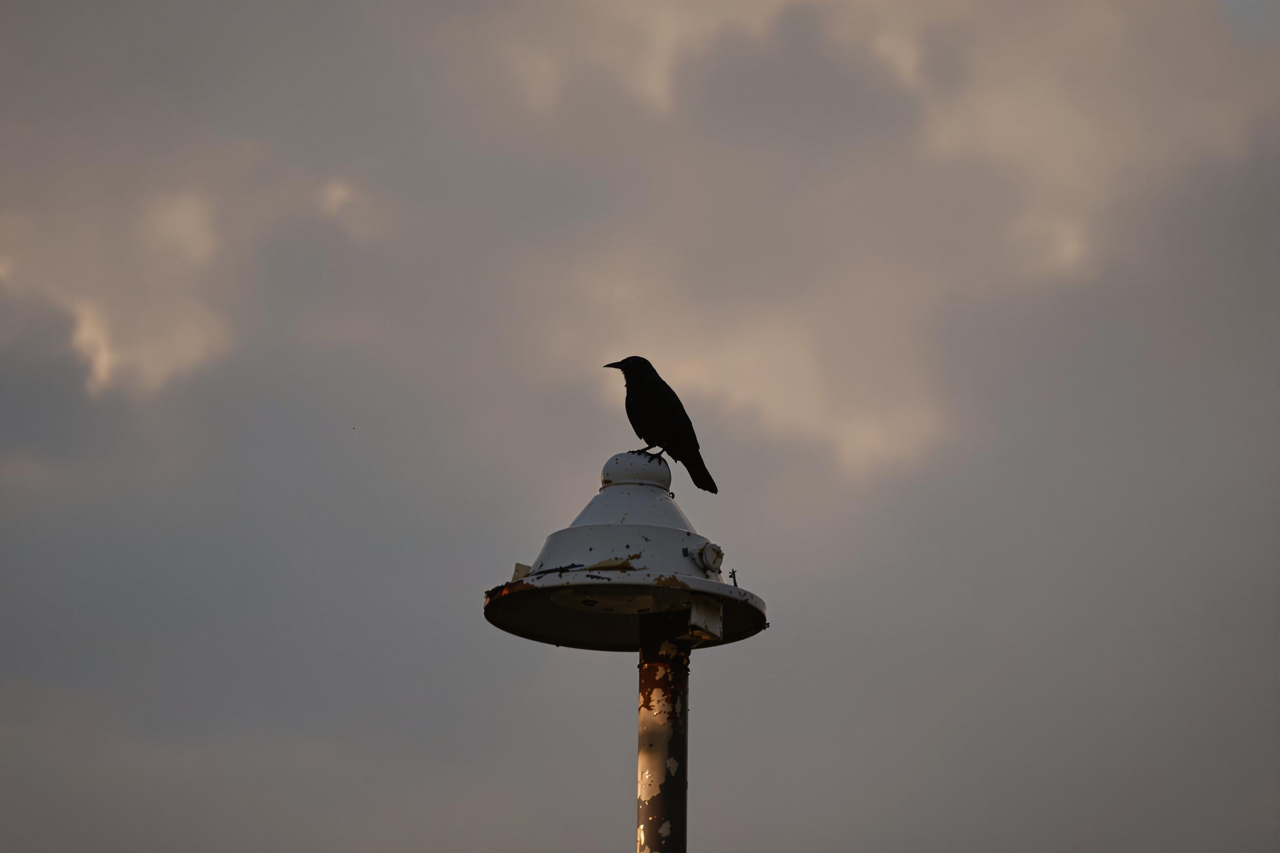 A solitary crow perches atop a weathered lamppost amidst a dramatic juxtaposition of lighting. The setting sun casts a golden-orange backlight illuminating the bird’s black silhouette against thick gray clouds. Details like worn paint chips on the metal surface and soft gradients across the sky add texture to this moody, evocative scene.