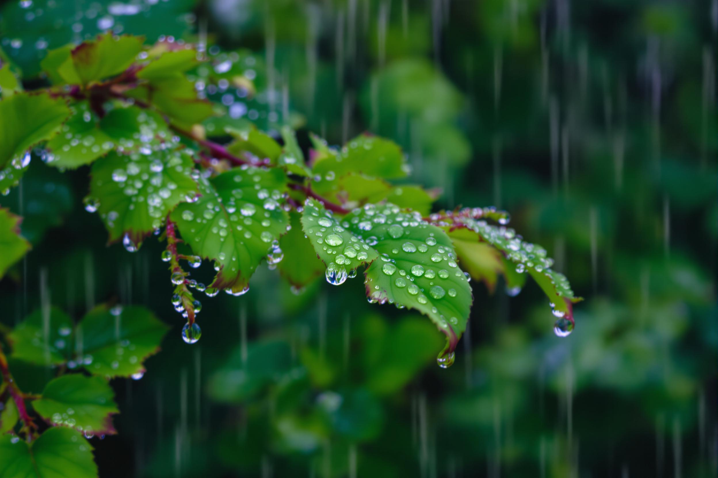 A close-up captures exquisite droplets clinging to vibrant green leaves after a recent rain. The delicate water beads glisten in soft morning light, enhancing the rich textures of the foliage. A gentle blur in the background creates a serene ambiance, emphasizing the freshness of nature post-rain.