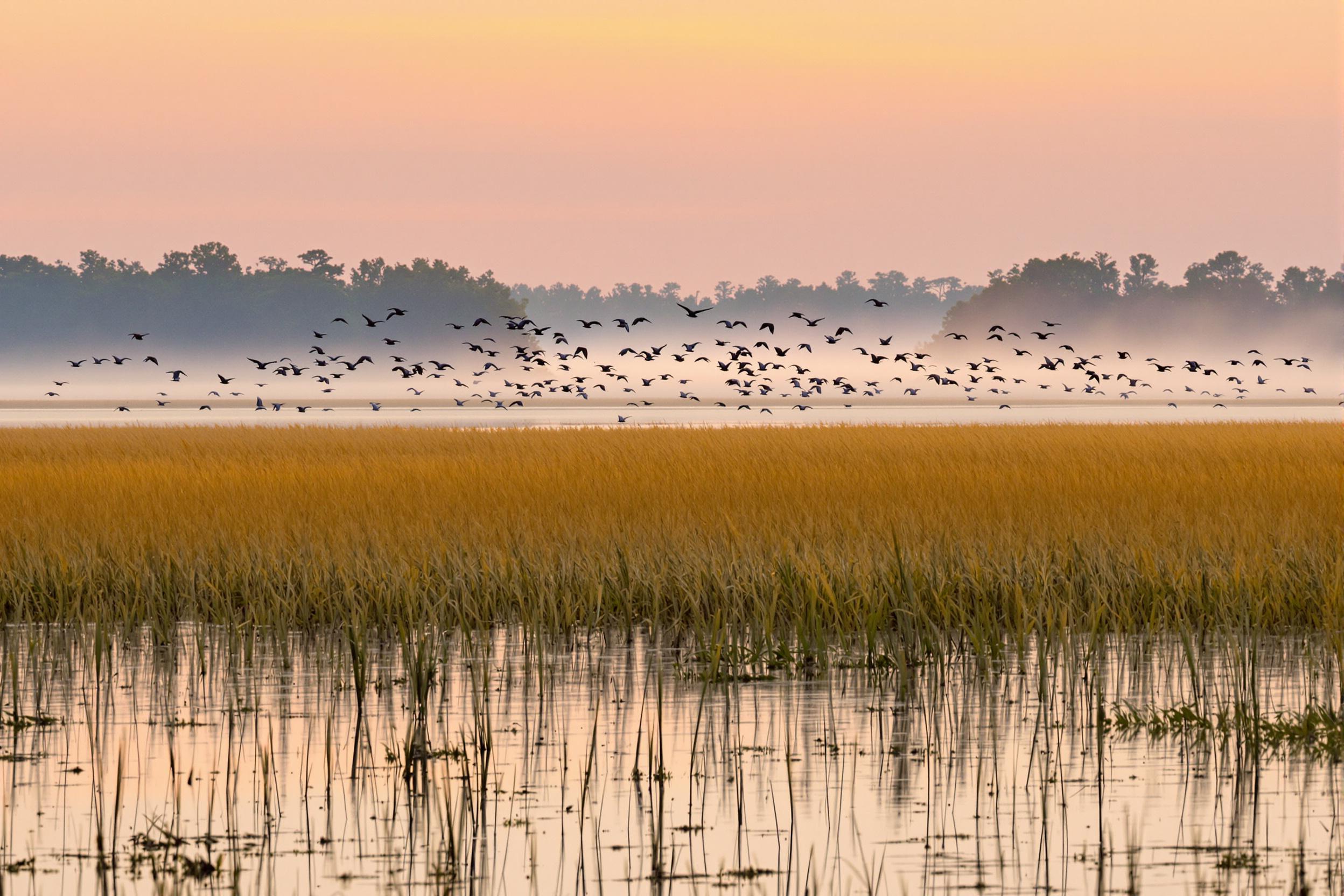 An expansive wetland glows under a serene sunrise, characterized by soft orange and pink reflections across still waters. Groups of migratory birds soar above tall golden reeds swaying gently in the breeze. In the distance, layers of cool-hued mist and silhouetted treetops envelop the horizon, enriching the tranquil morning atmosphere.