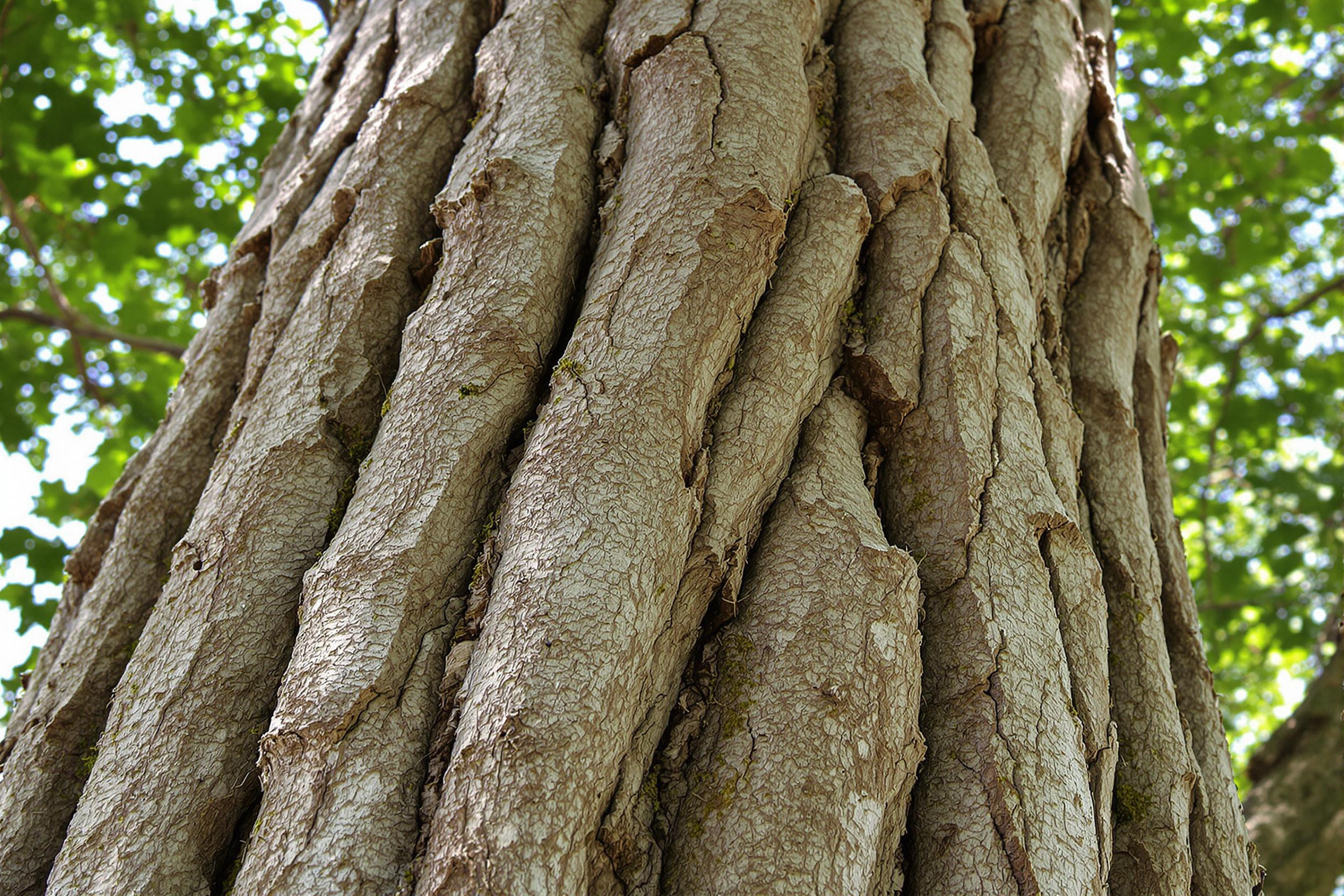 A captivating close-up of weathered tree bark reveals deep grooves and unique patterns shaped by time. Soft, diffused sunlight filters through surrounding leaves, gently illuminating the surface with subtle highlights. The natural texture showcases a mixture of browns and grays, emphasizing the organic beauty of this aged wood. Small patches of moss add an extra layer of richness to the scene.