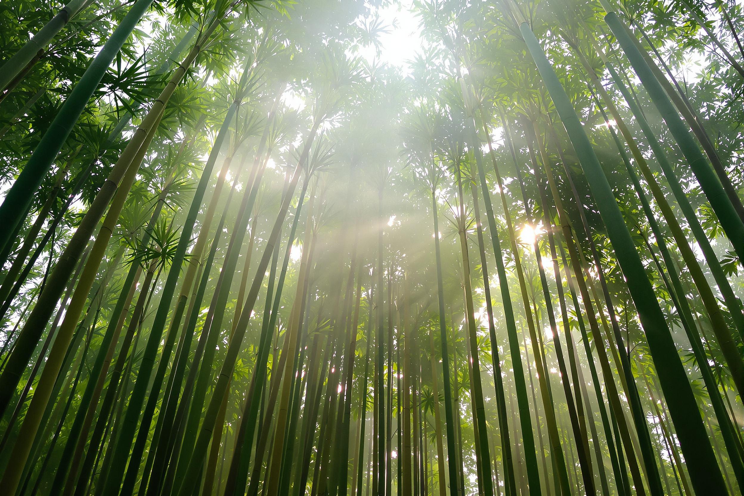 Explore the serene beauty of a misty bamboo forest at dawn. Towering green stalks rise through swirling fog, creating an atmosphere of tranquility and mystery. Soft, diffused light filters through the canopy, illuminating the ethereal scene.