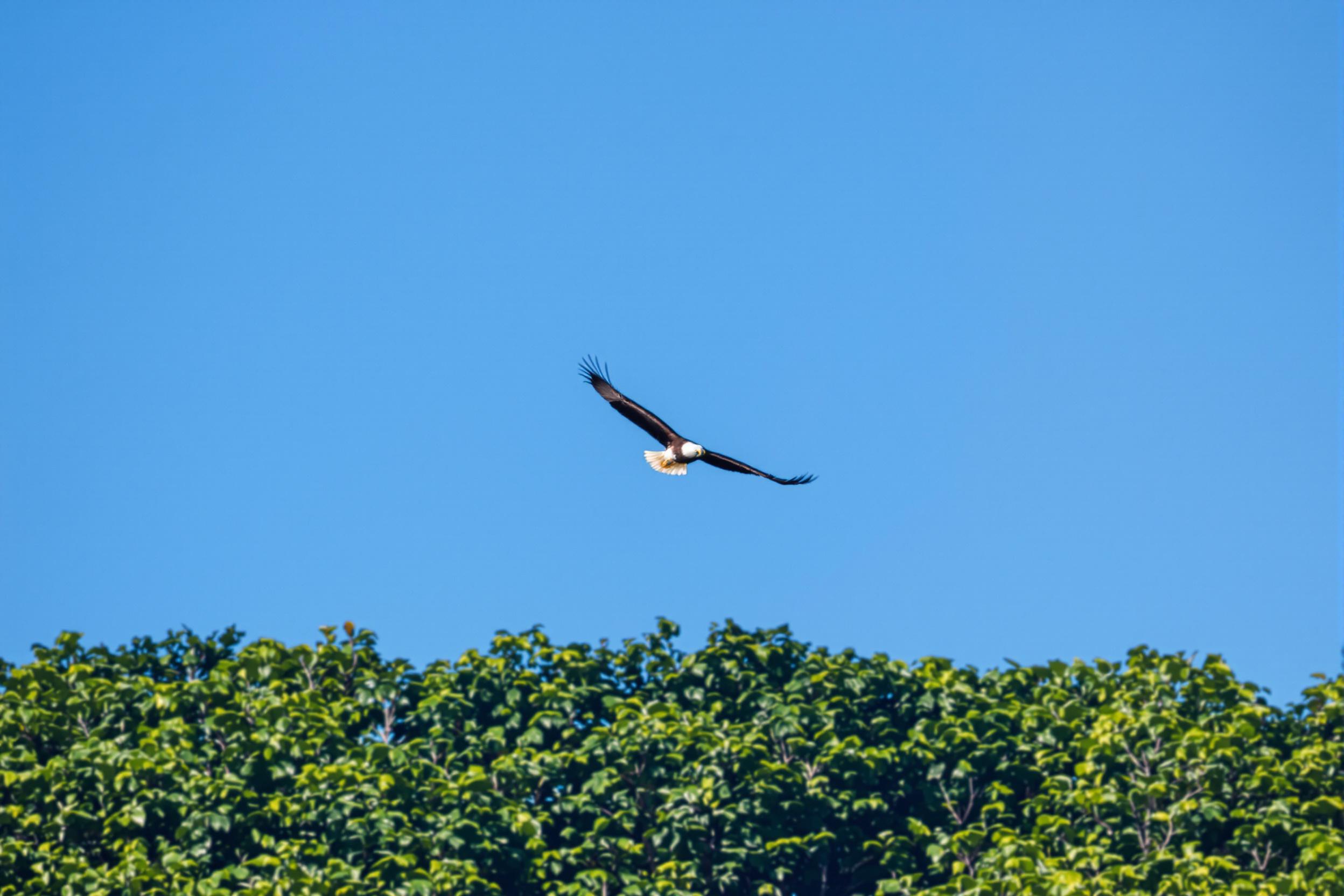 A breathtaking image of a majestic bald eagle soaring through a clear blue sky. The eagle's wings are fully extended, showcasing its impressive wingspan. Below, a lush green forest provides a vibrant backdrop, while the sunlight highlights the eagle's striking white head and tail feathers. This photograph captures the essence of freedom and strength in nature, perfect for wildlife and nature enthusiasts.