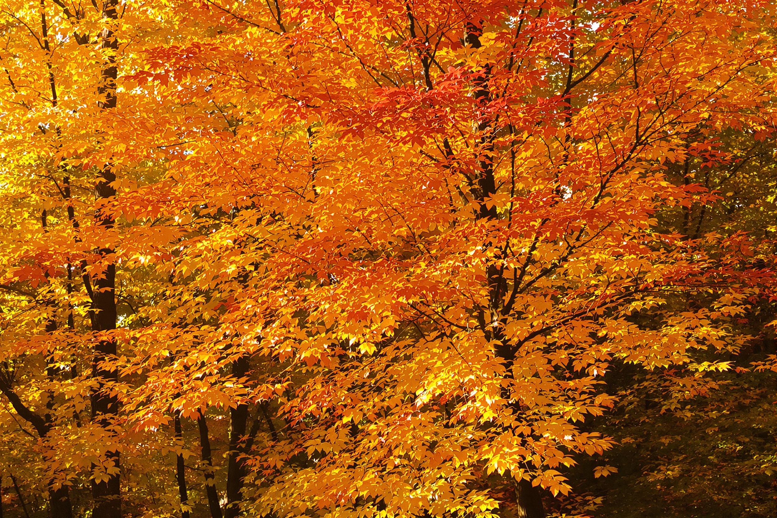 A stunning display of vibrant autumn leaves in a sunlit forest. The golden, orange, and red foliage creates a warm, inviting atmosphere, perfect for capturing the essence of fall.